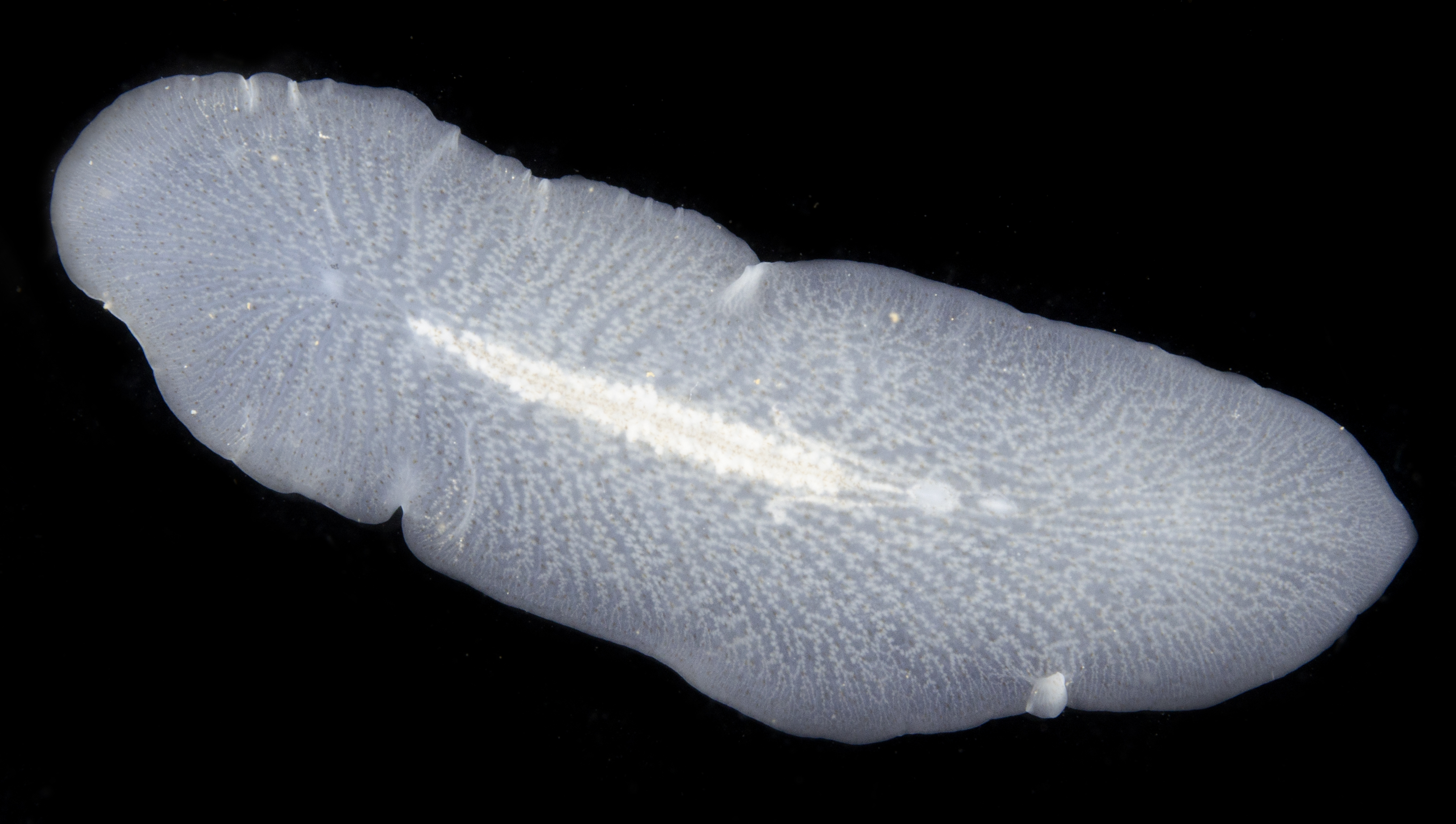 Polycladida