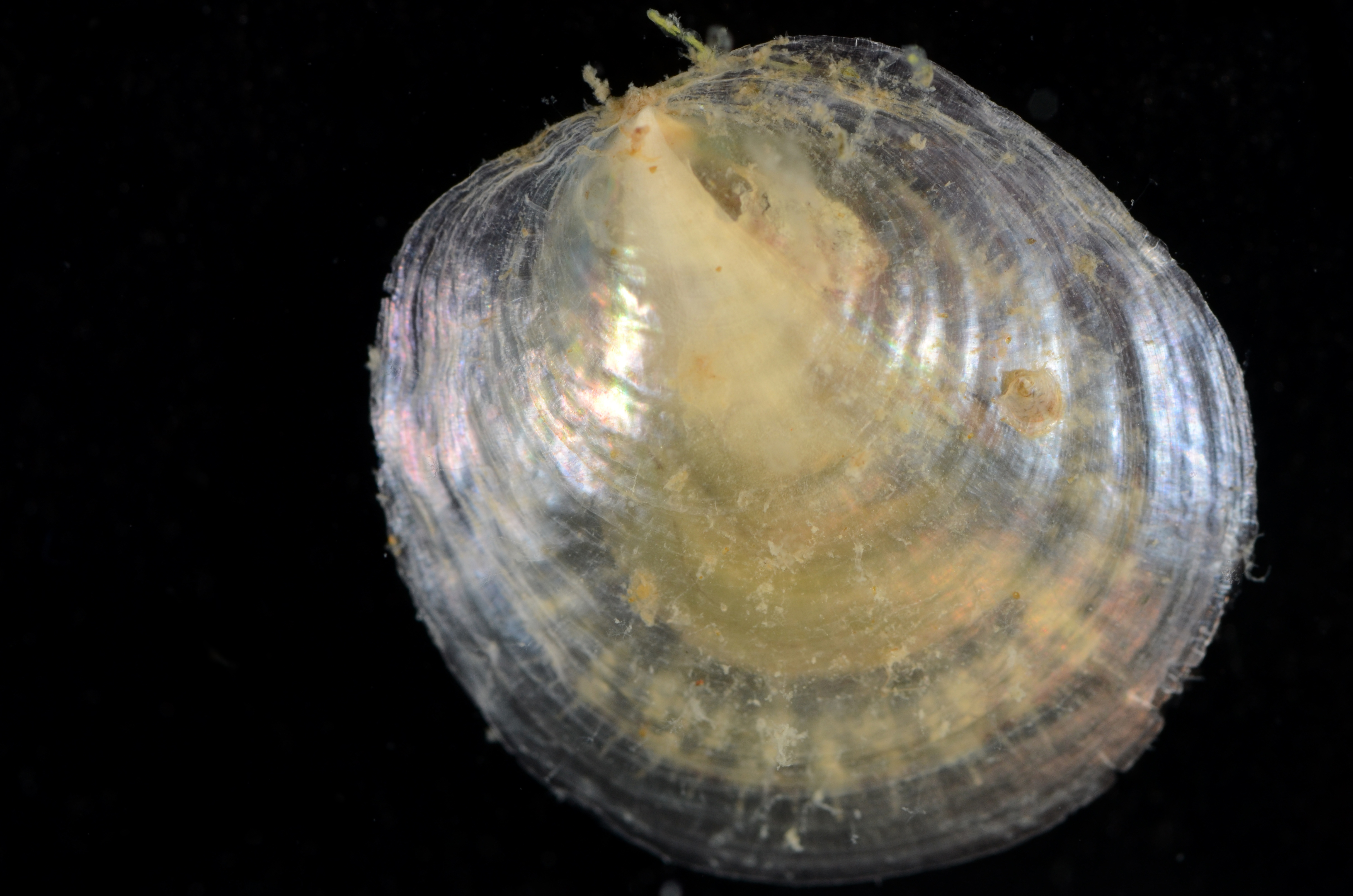 Anomia image
