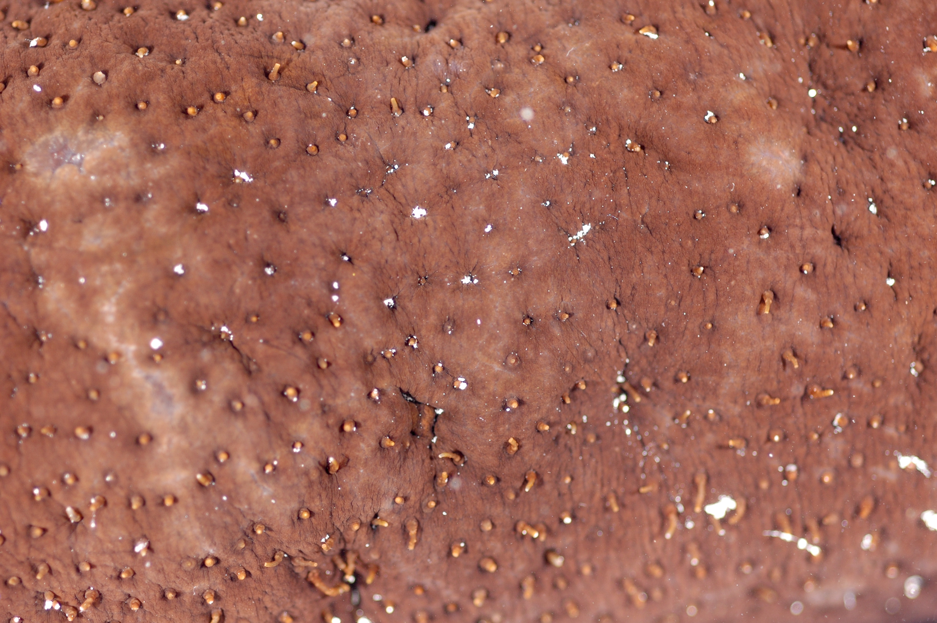 Actinopyga miliaris