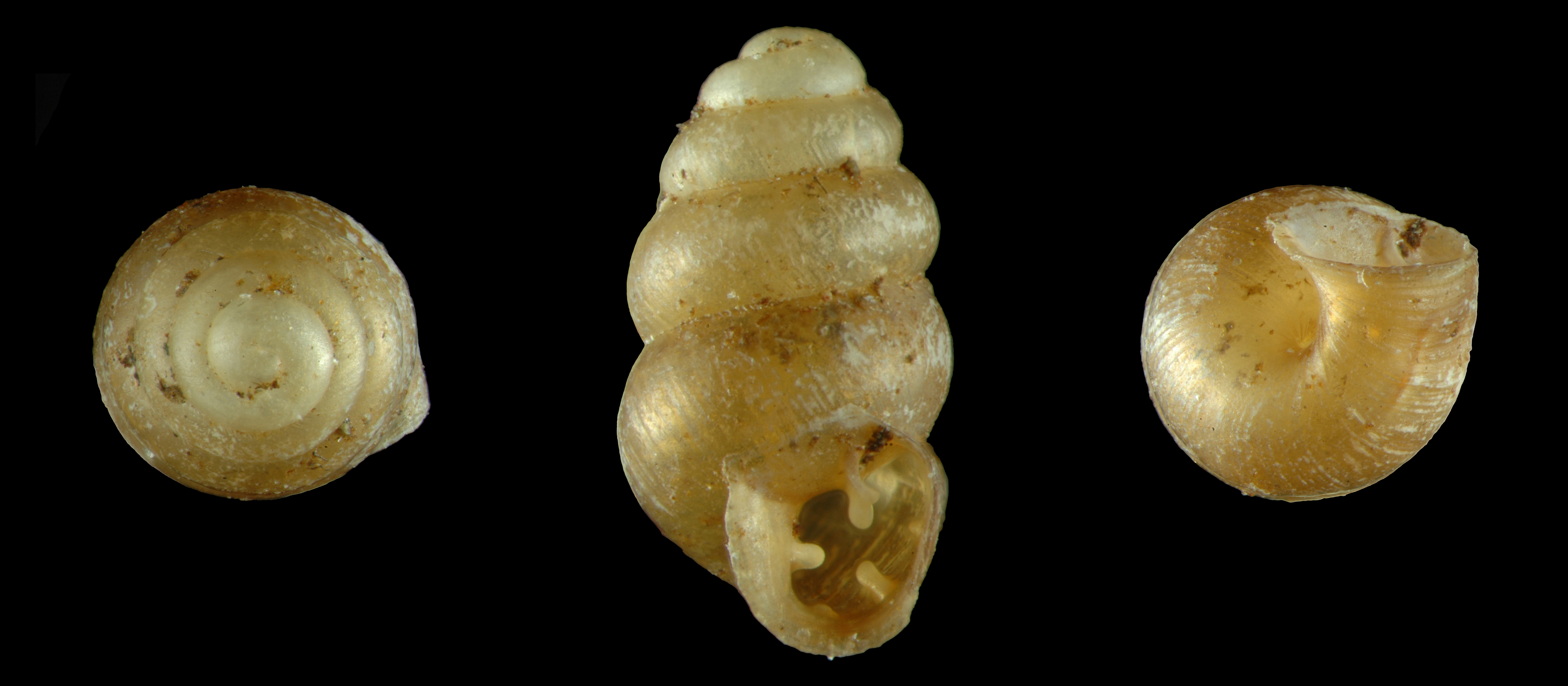 Gastrocopta