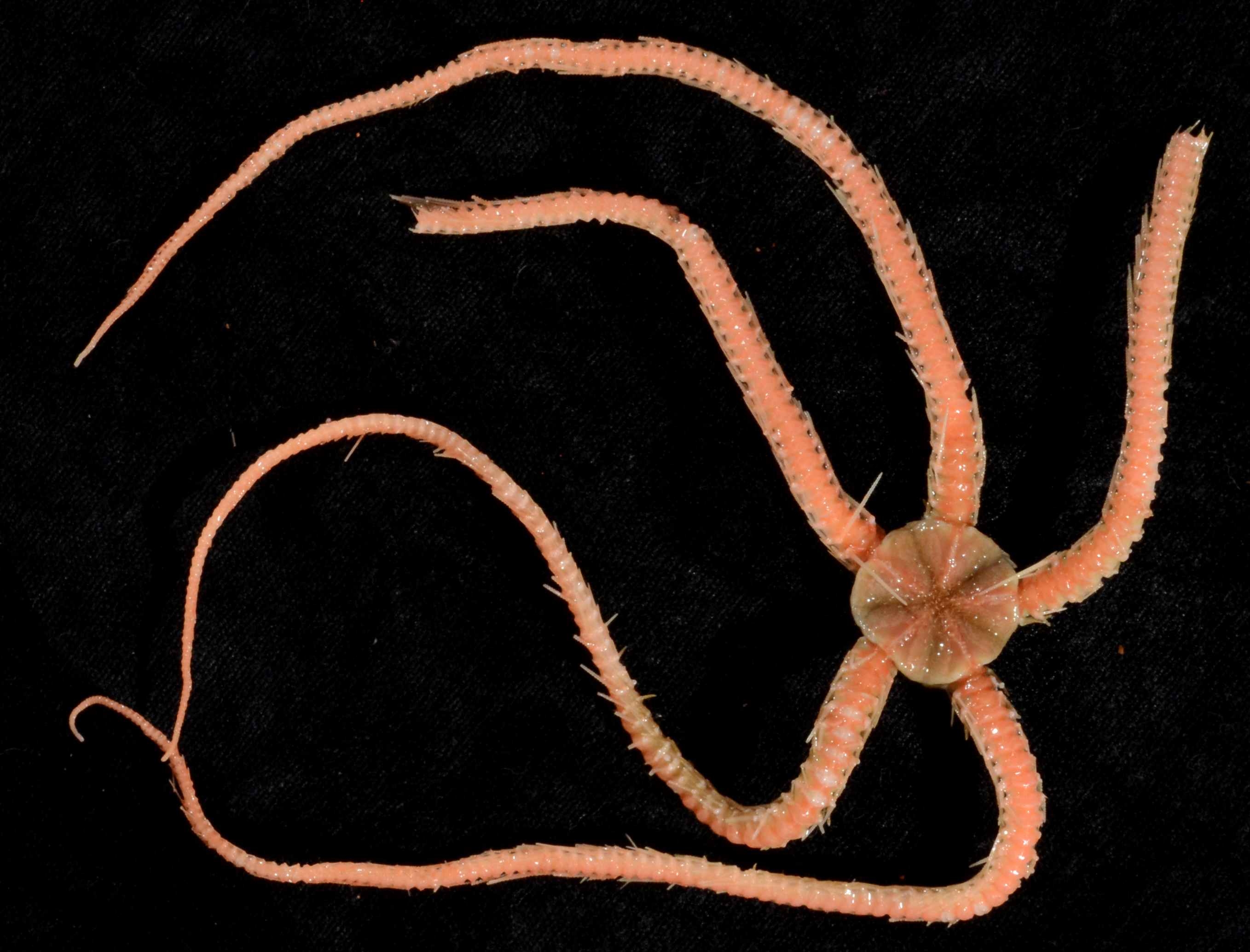 Ophiocamax image