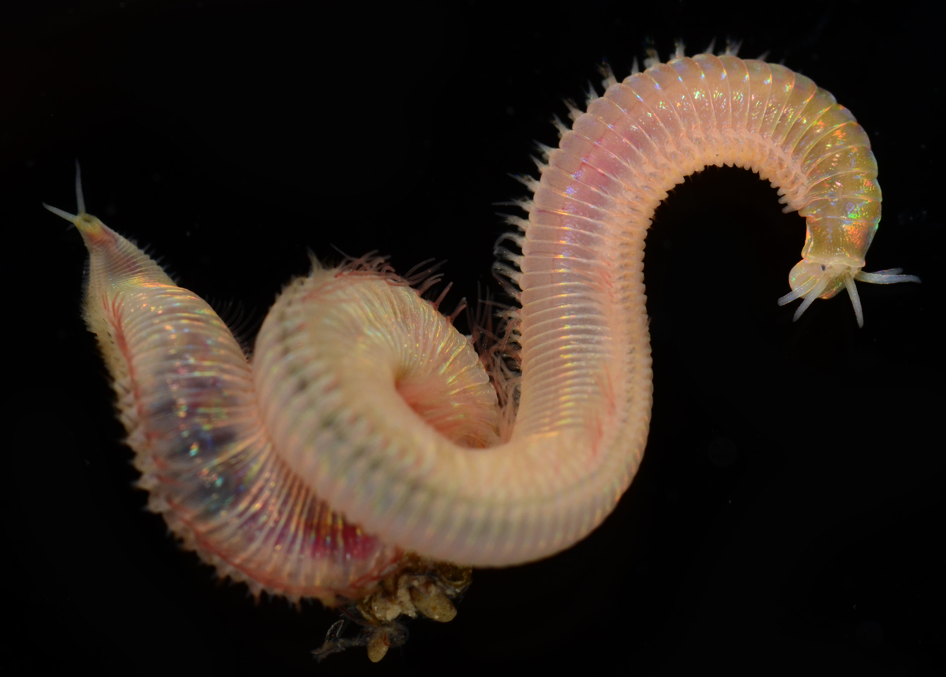 Marphysa