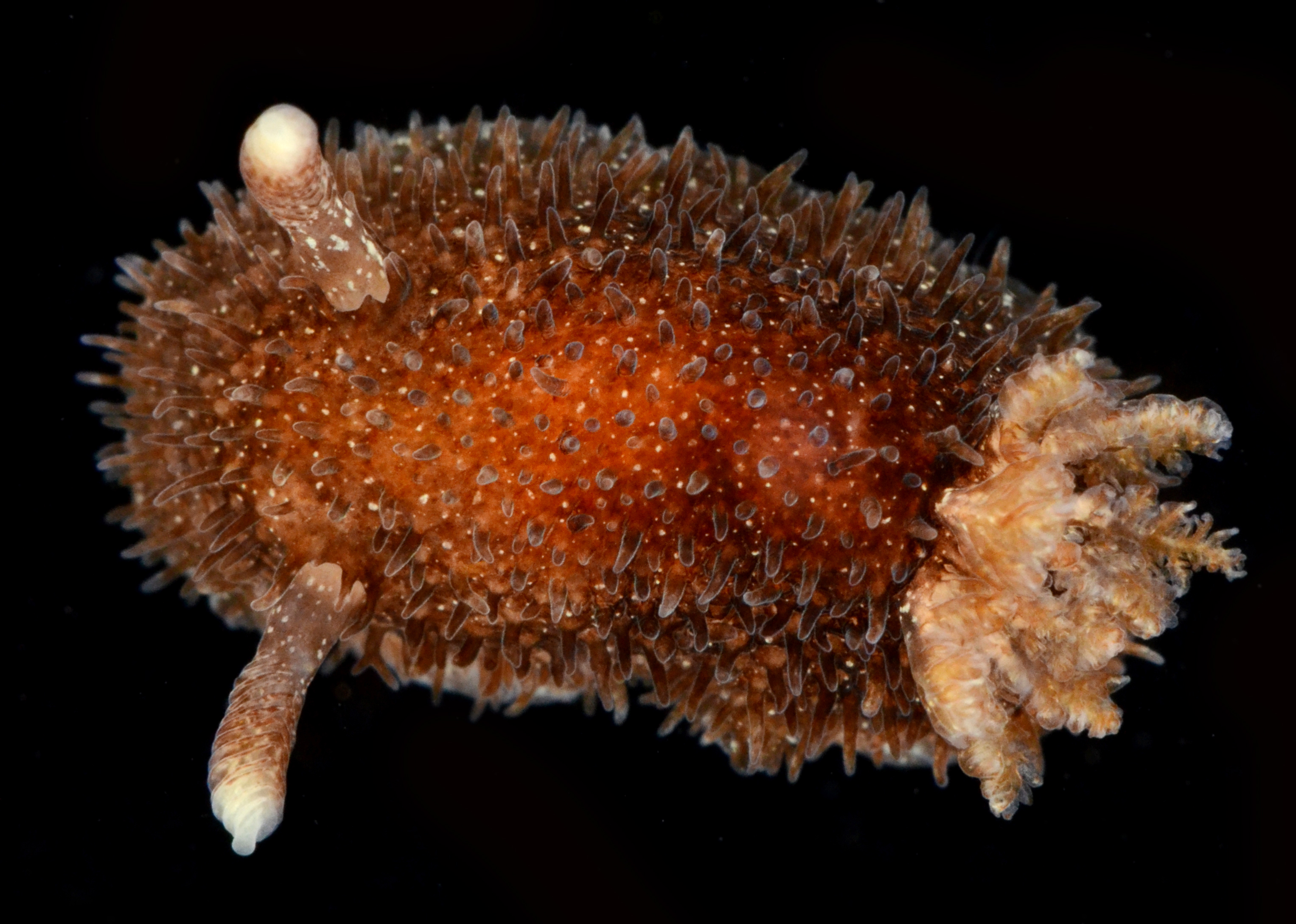 Acanthodoris atrogriseata thumbnail