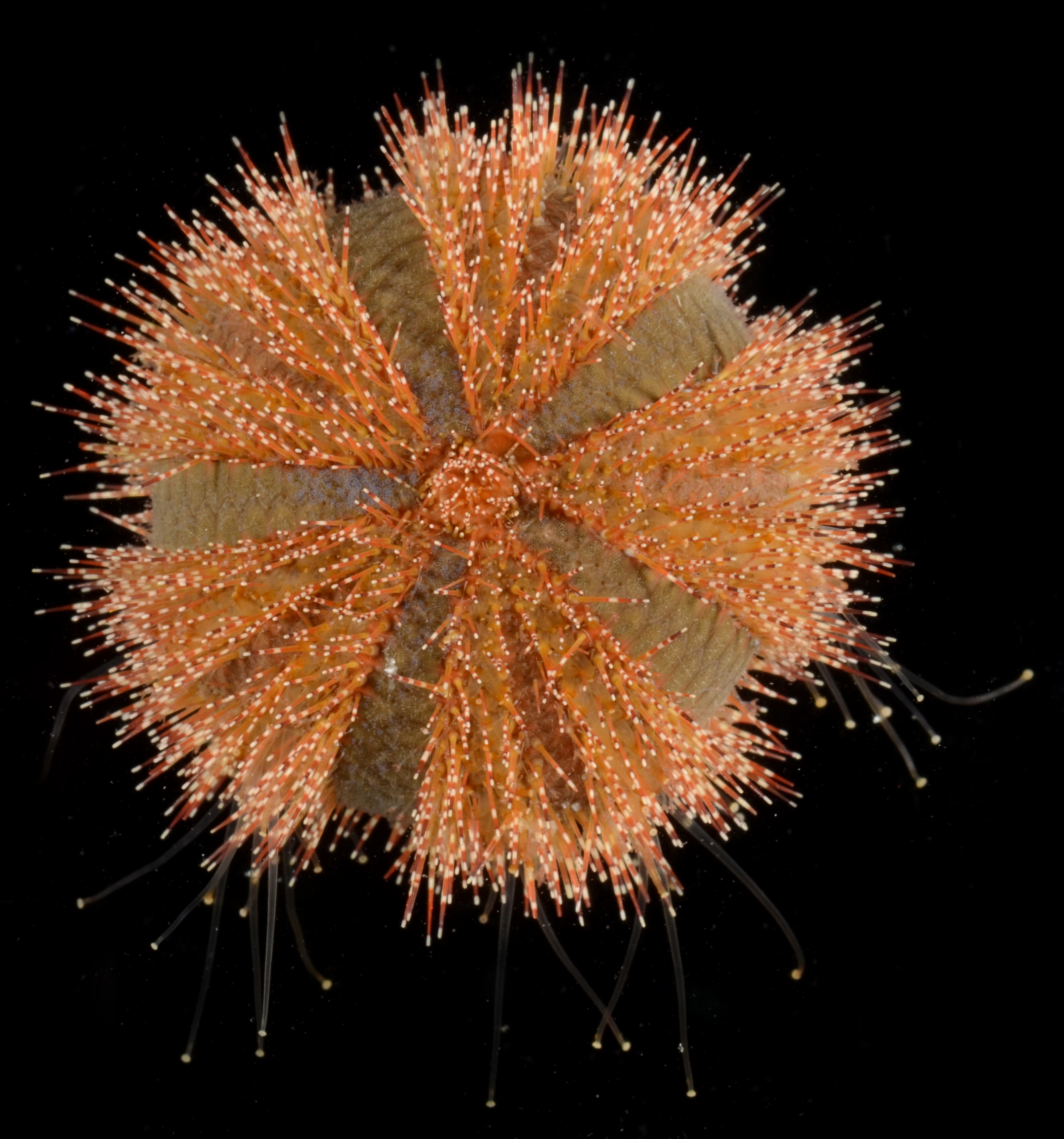 Mespilia globulus