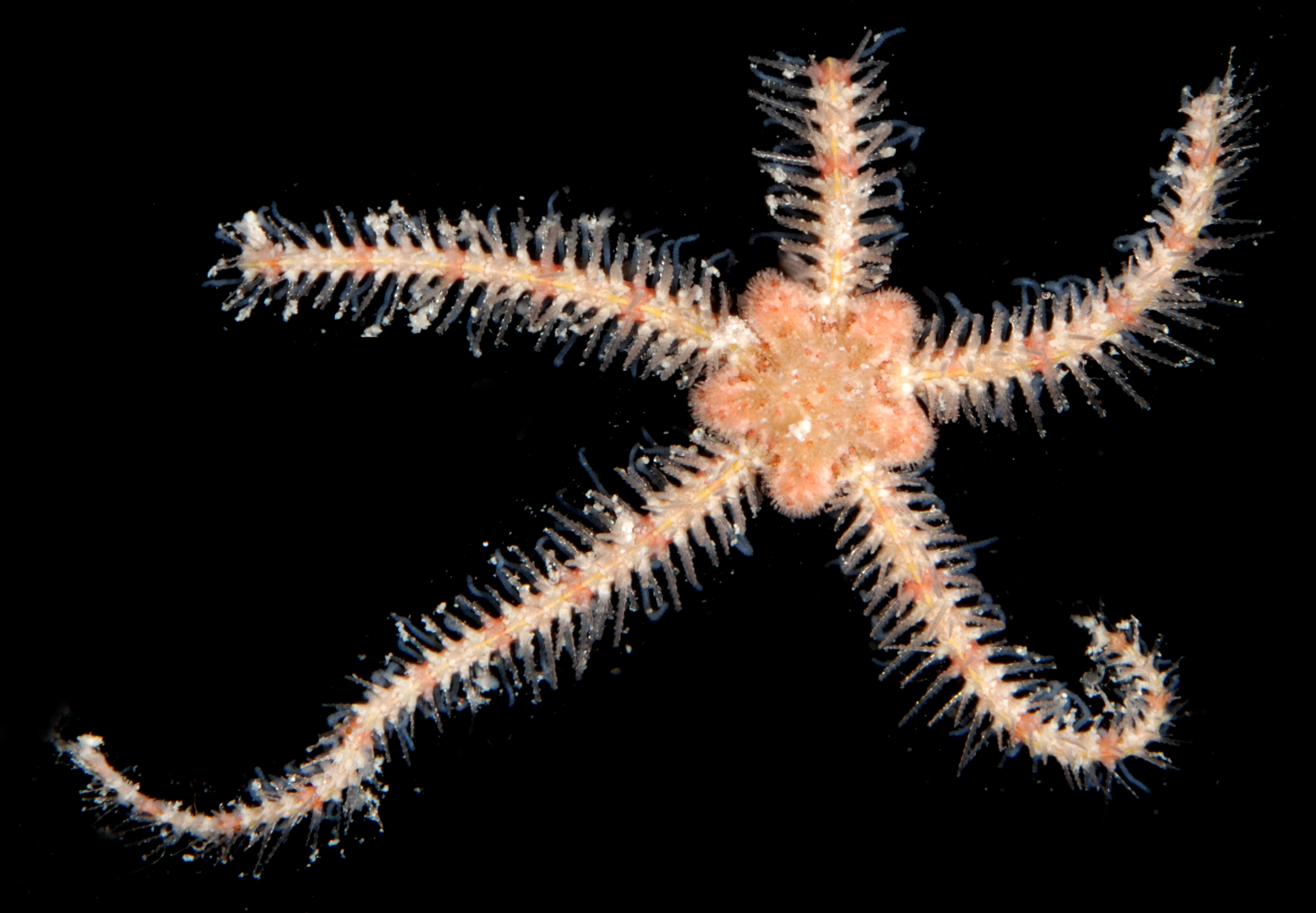 Ophiothrix angulata image