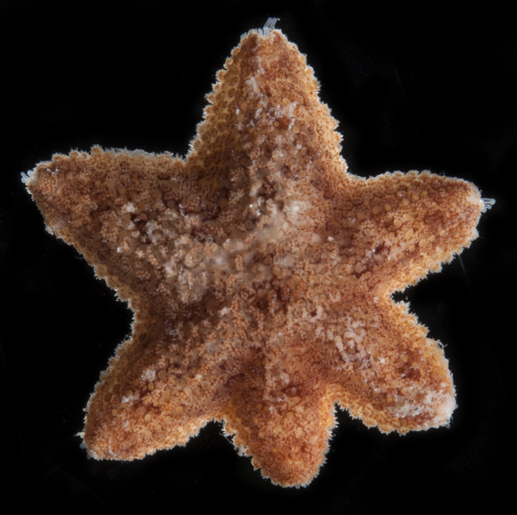 Aquilonastra corallicola image