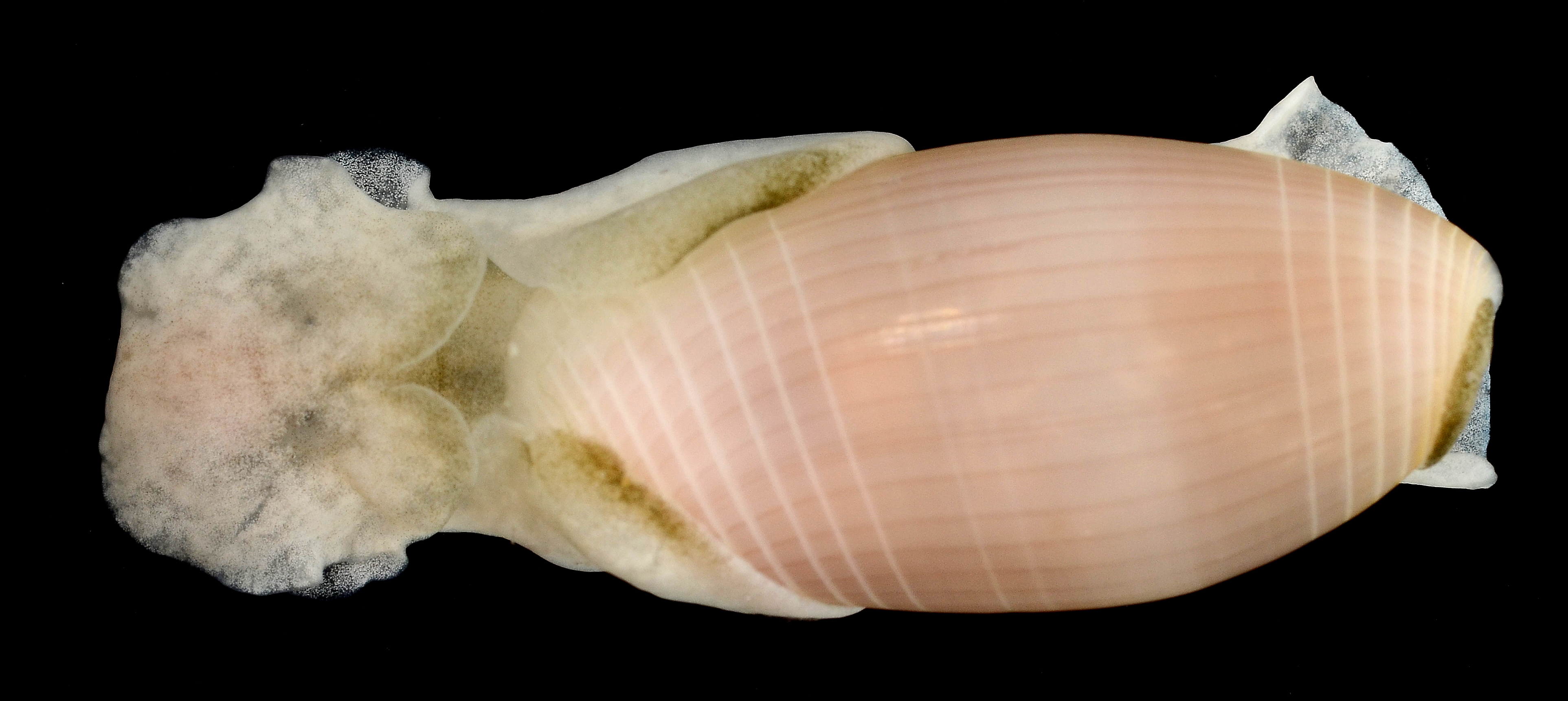 Aliculastrum cylindricum image