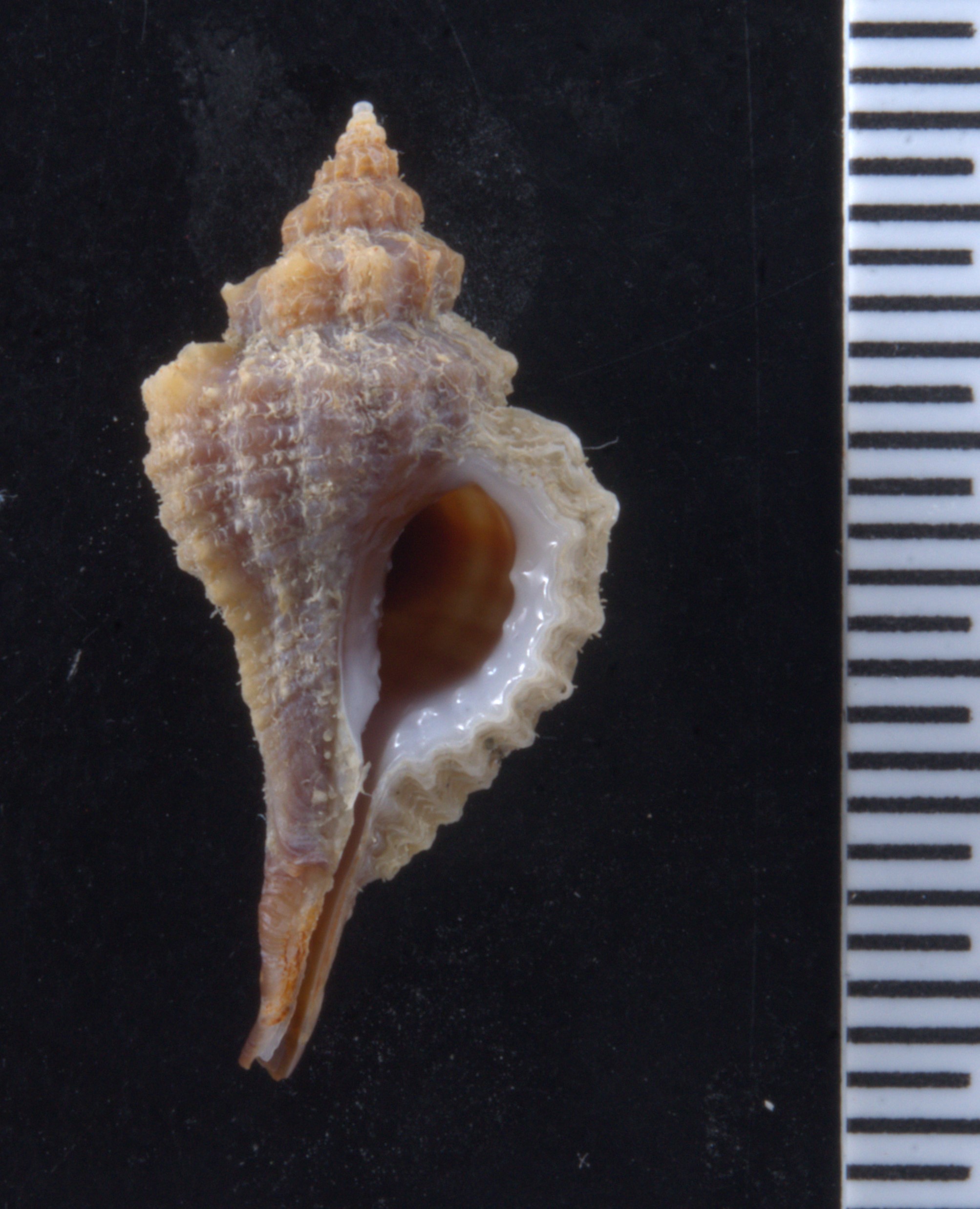 Eupleura image