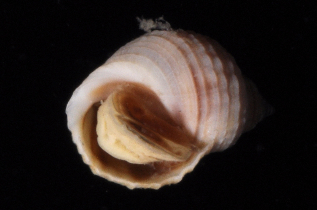 Echinolittorina vidua thumbnail