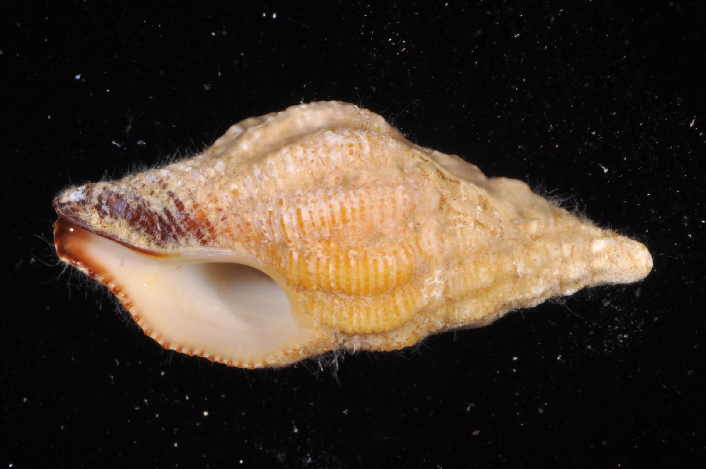 Peristernia ustulata
