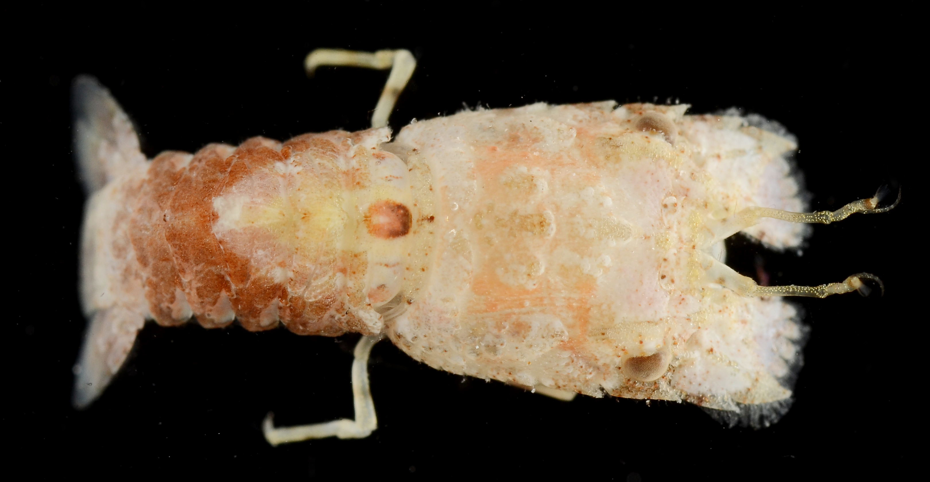 Scyllarus