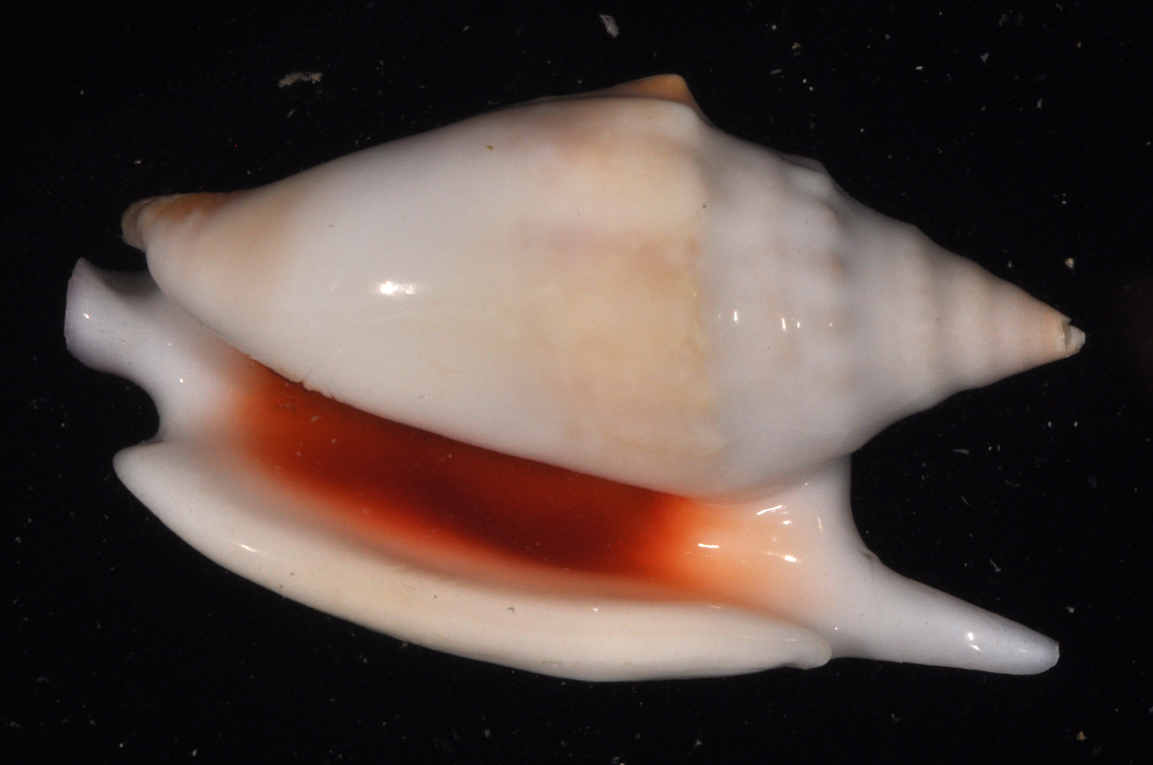 Euprotomus bulla thumbnail
