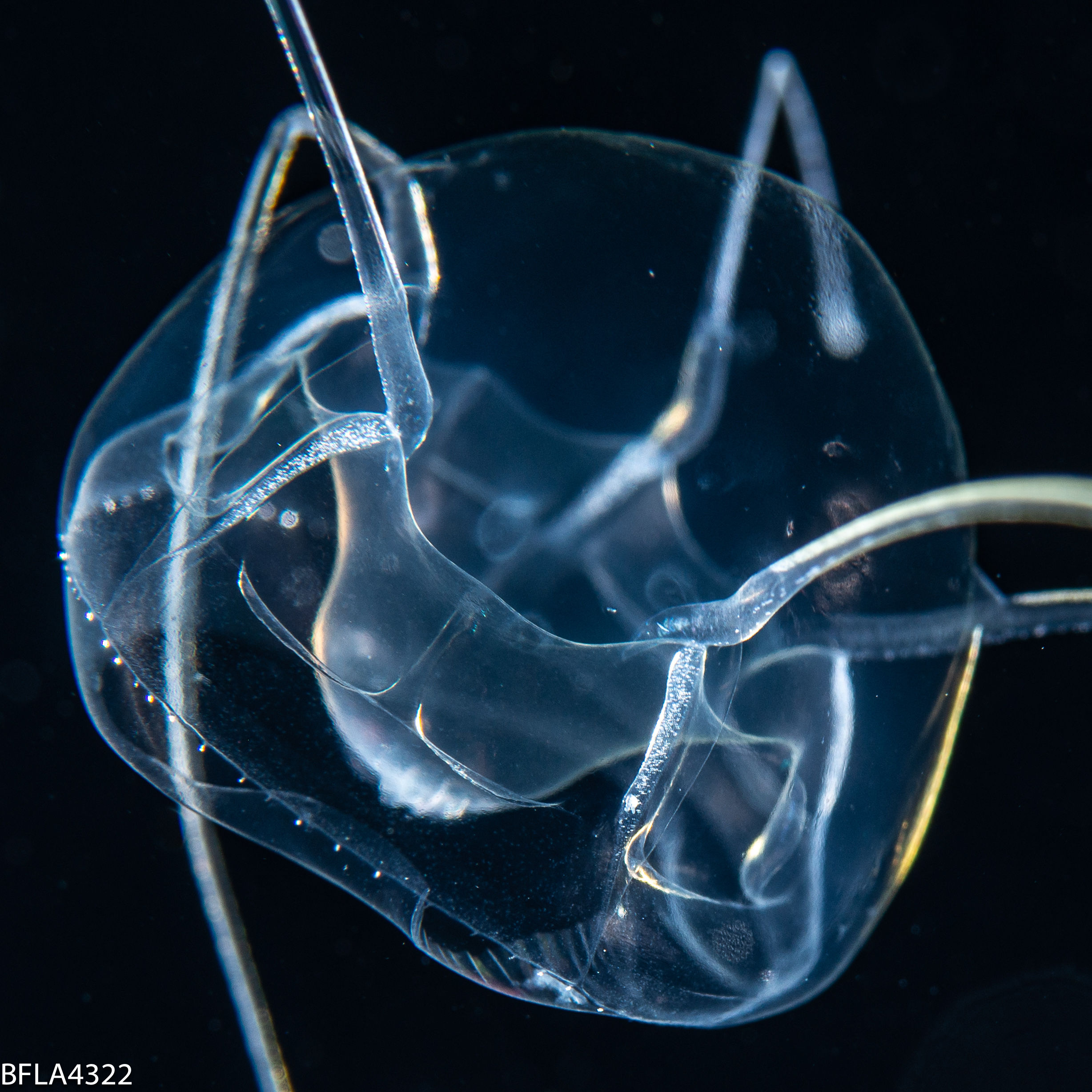Pseudaegina rhodina