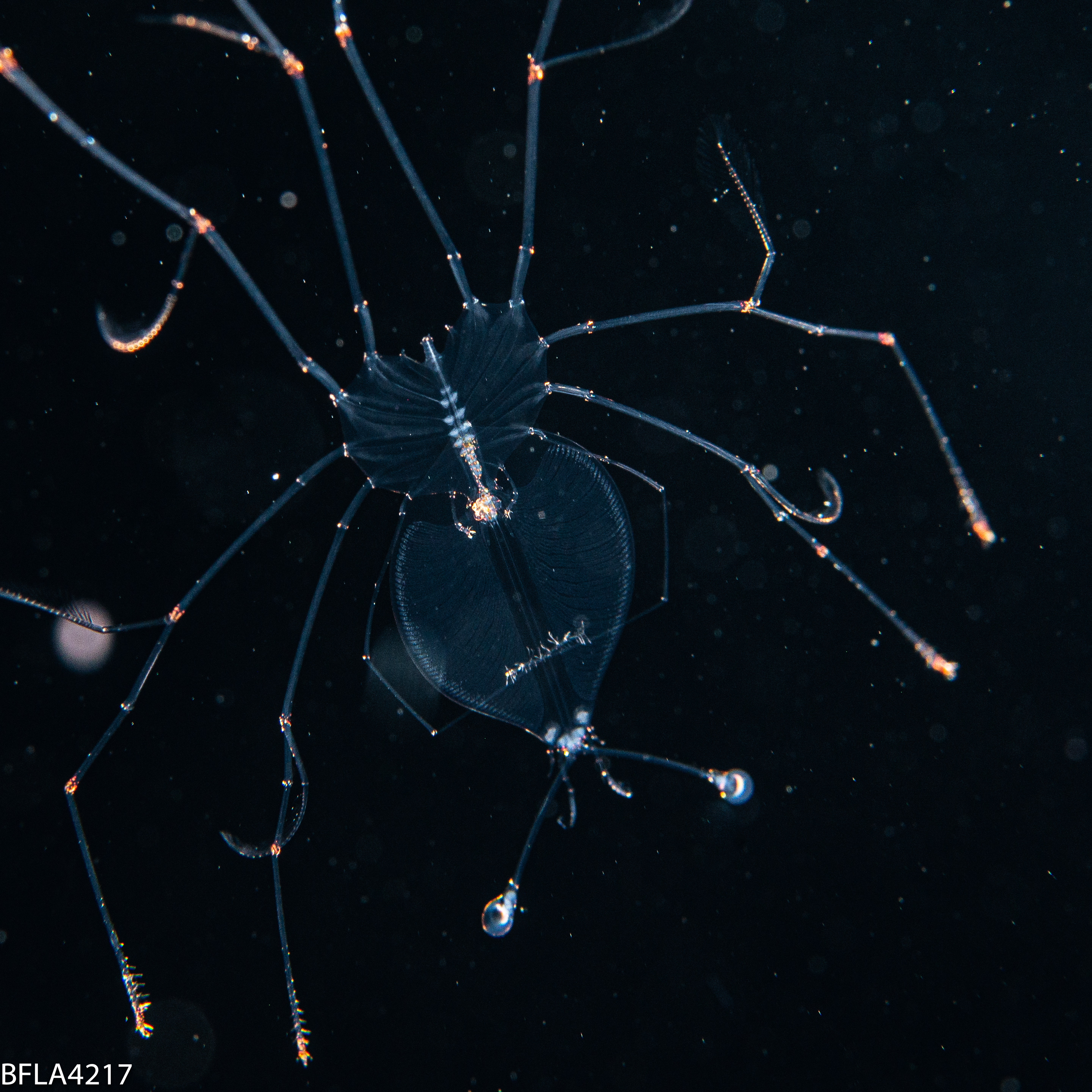 Palinura
