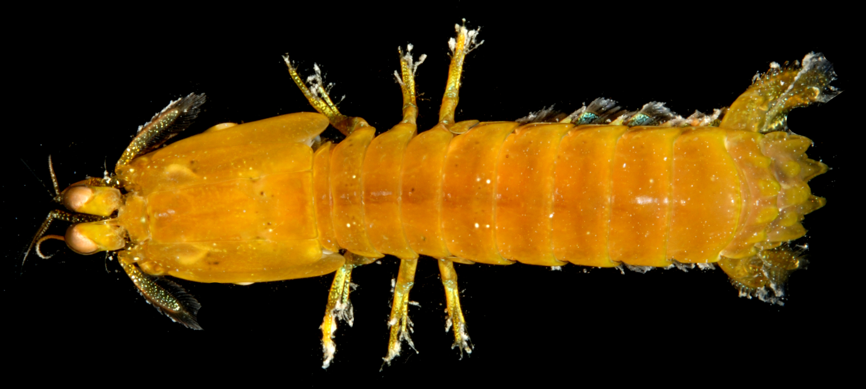 Neogonodactylus oerstedii thumbnail