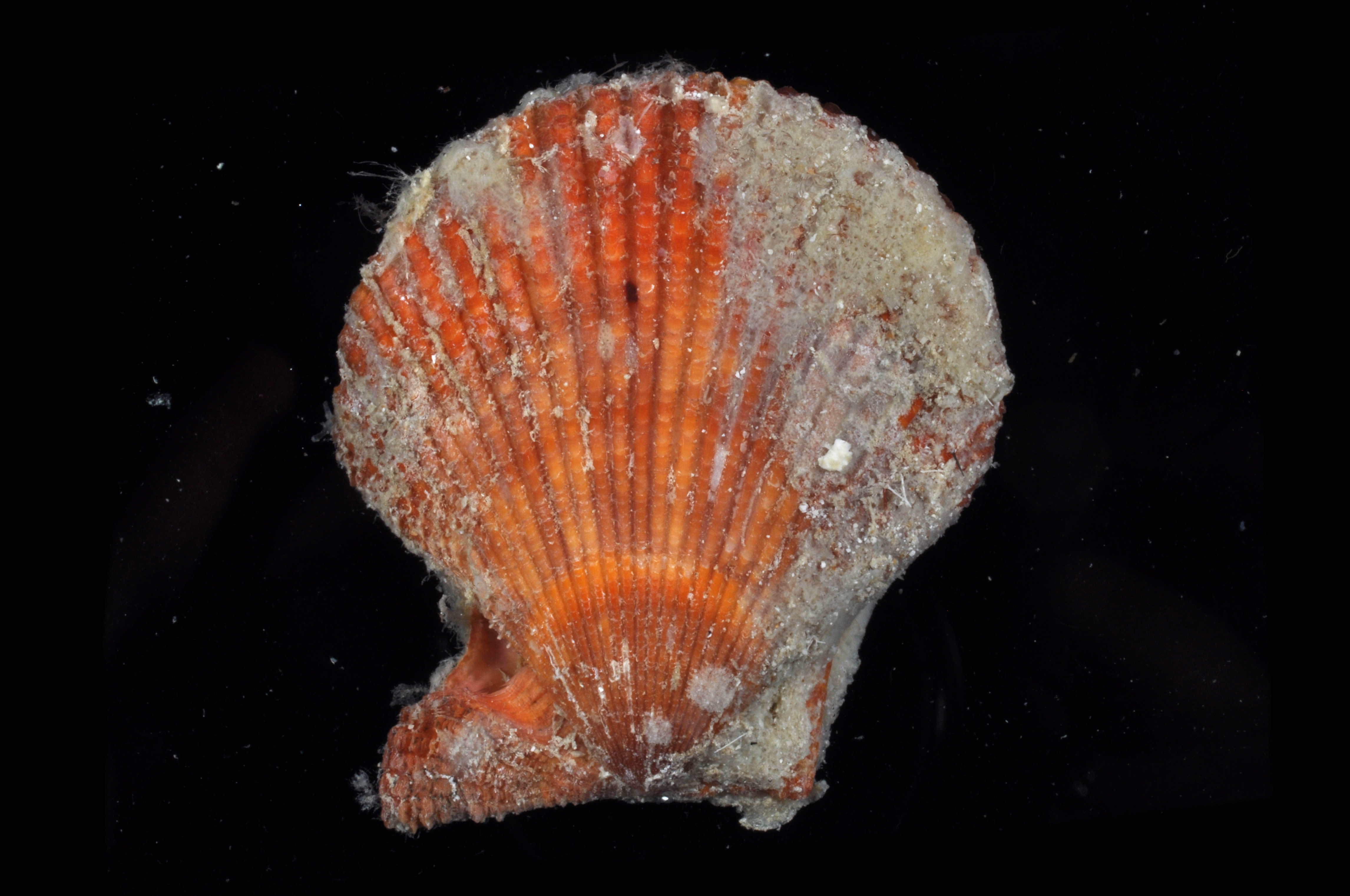 Mimachlamys sanguinea thumbnail
