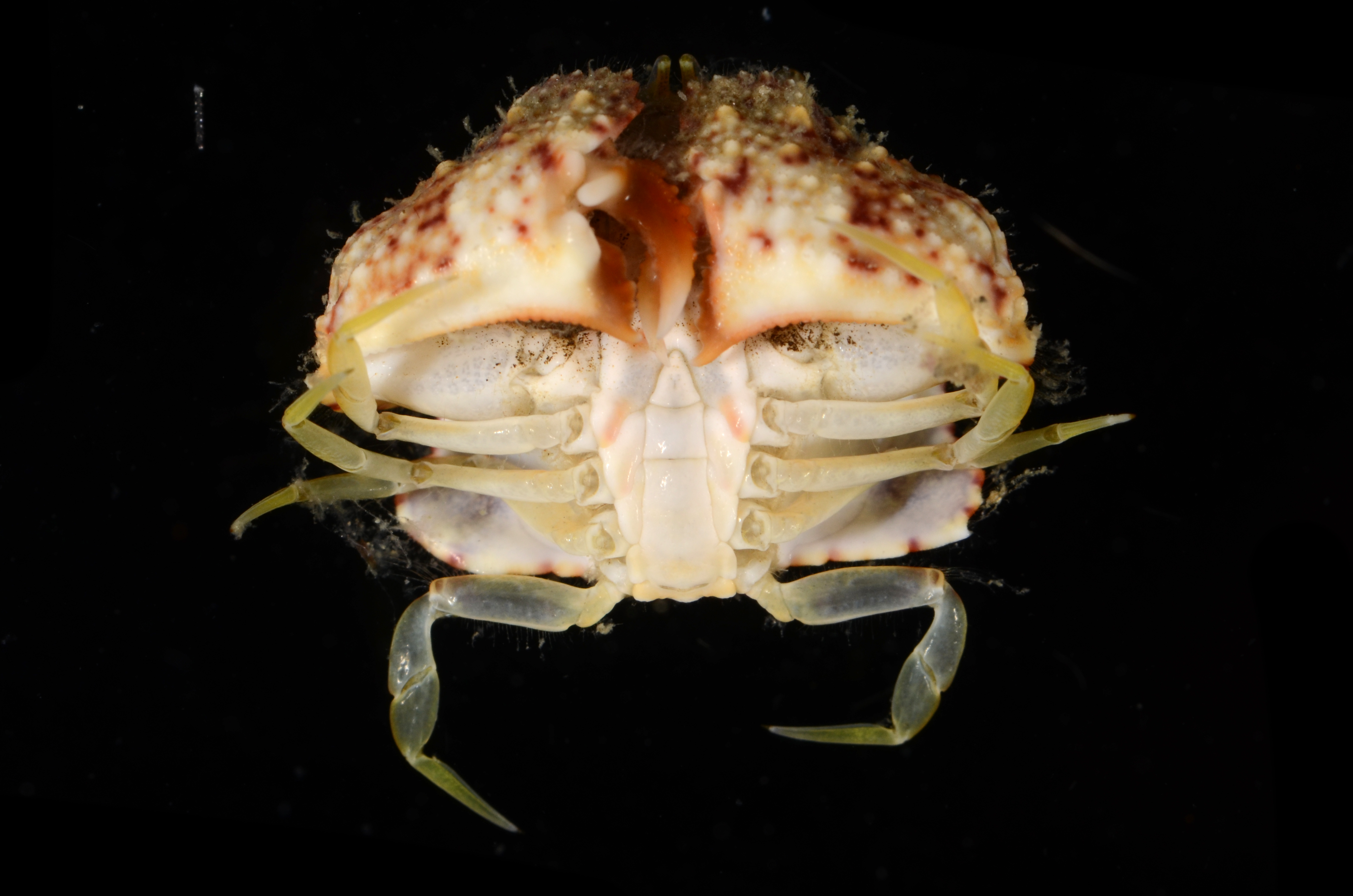 Calappa