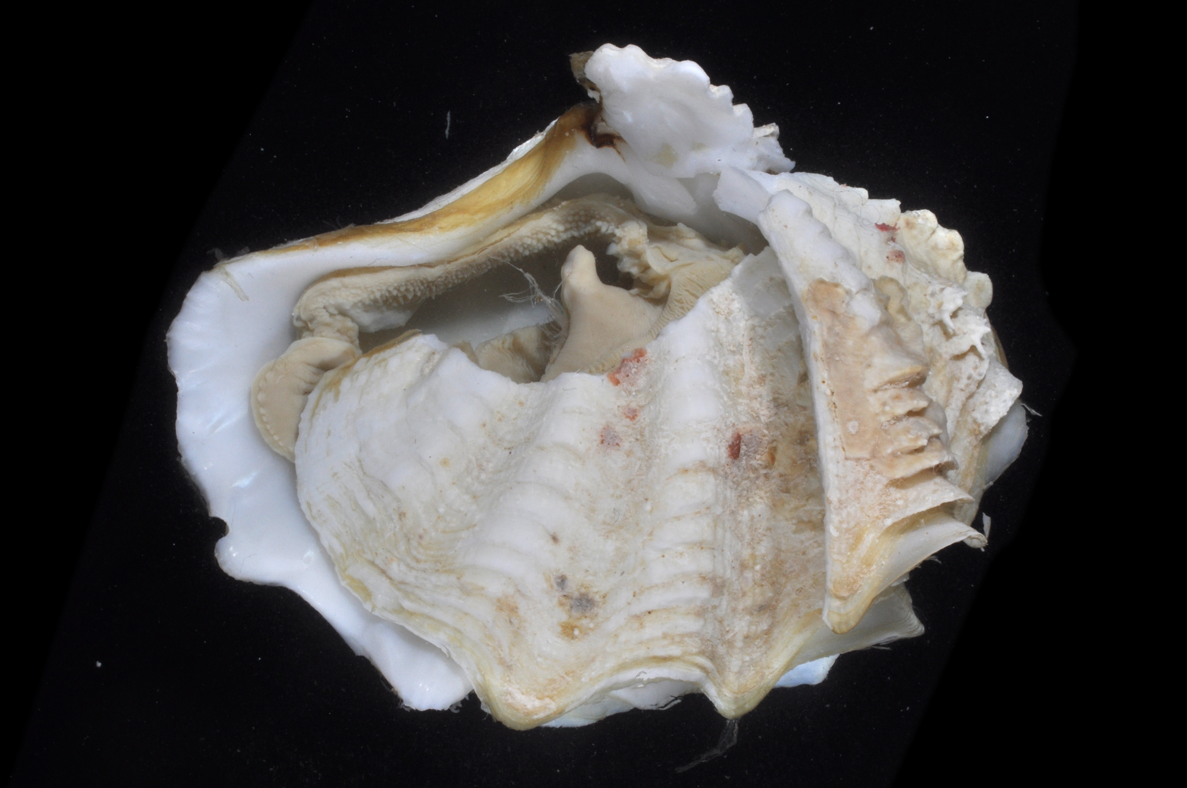 Tridacna image