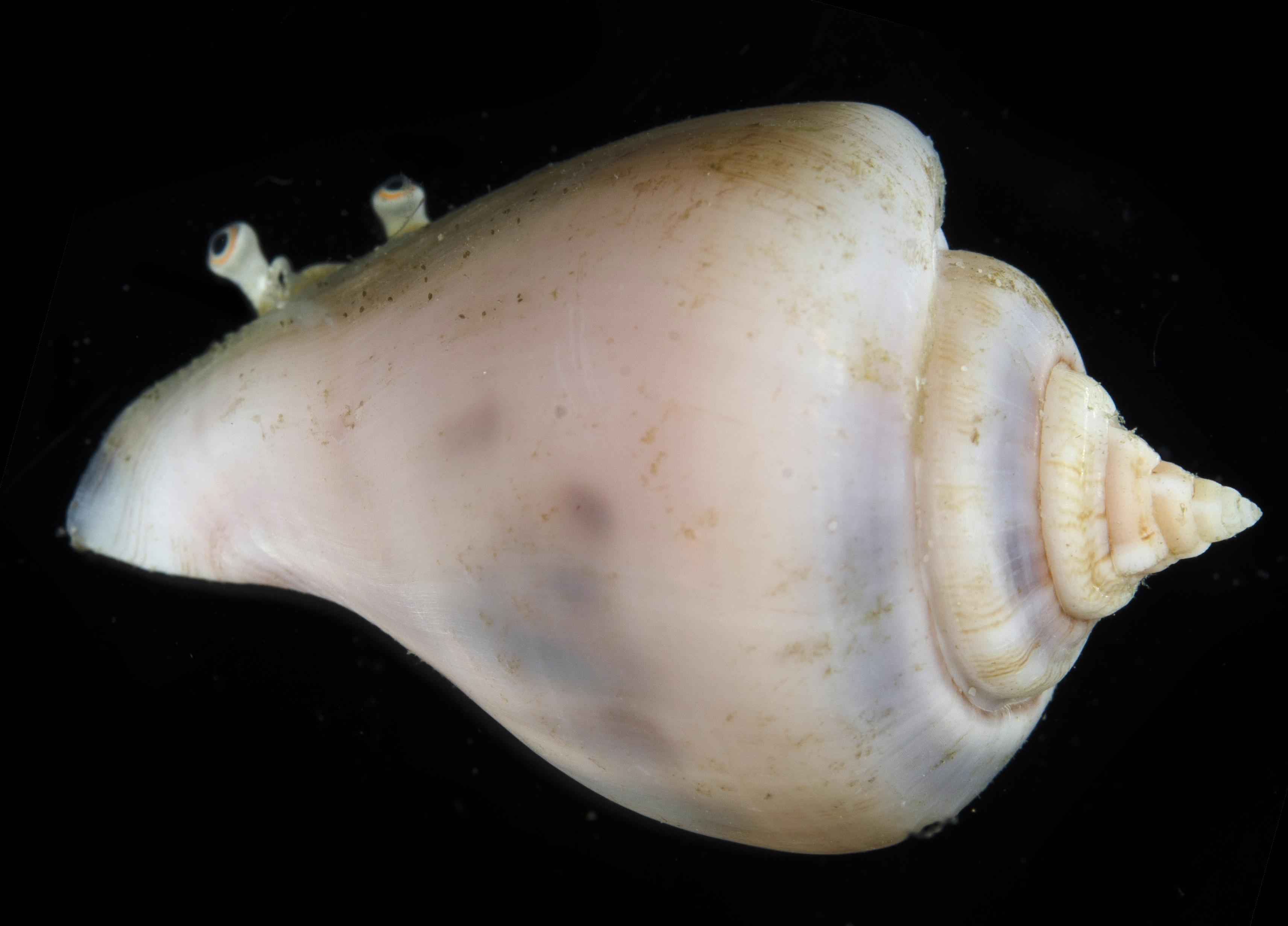 Gibberulus gibberulus image