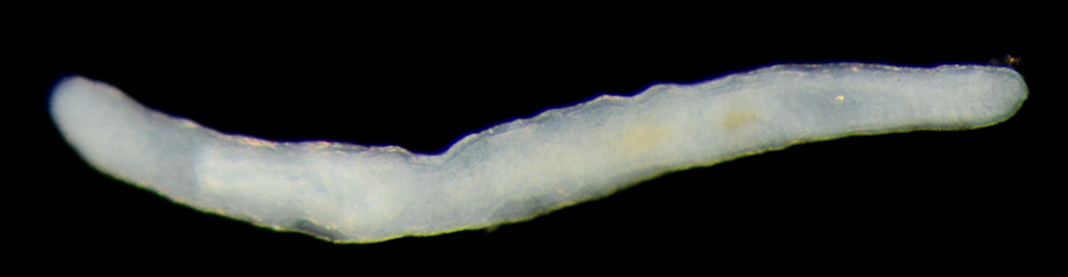 Proseriata