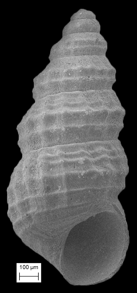 Scaliolidae image