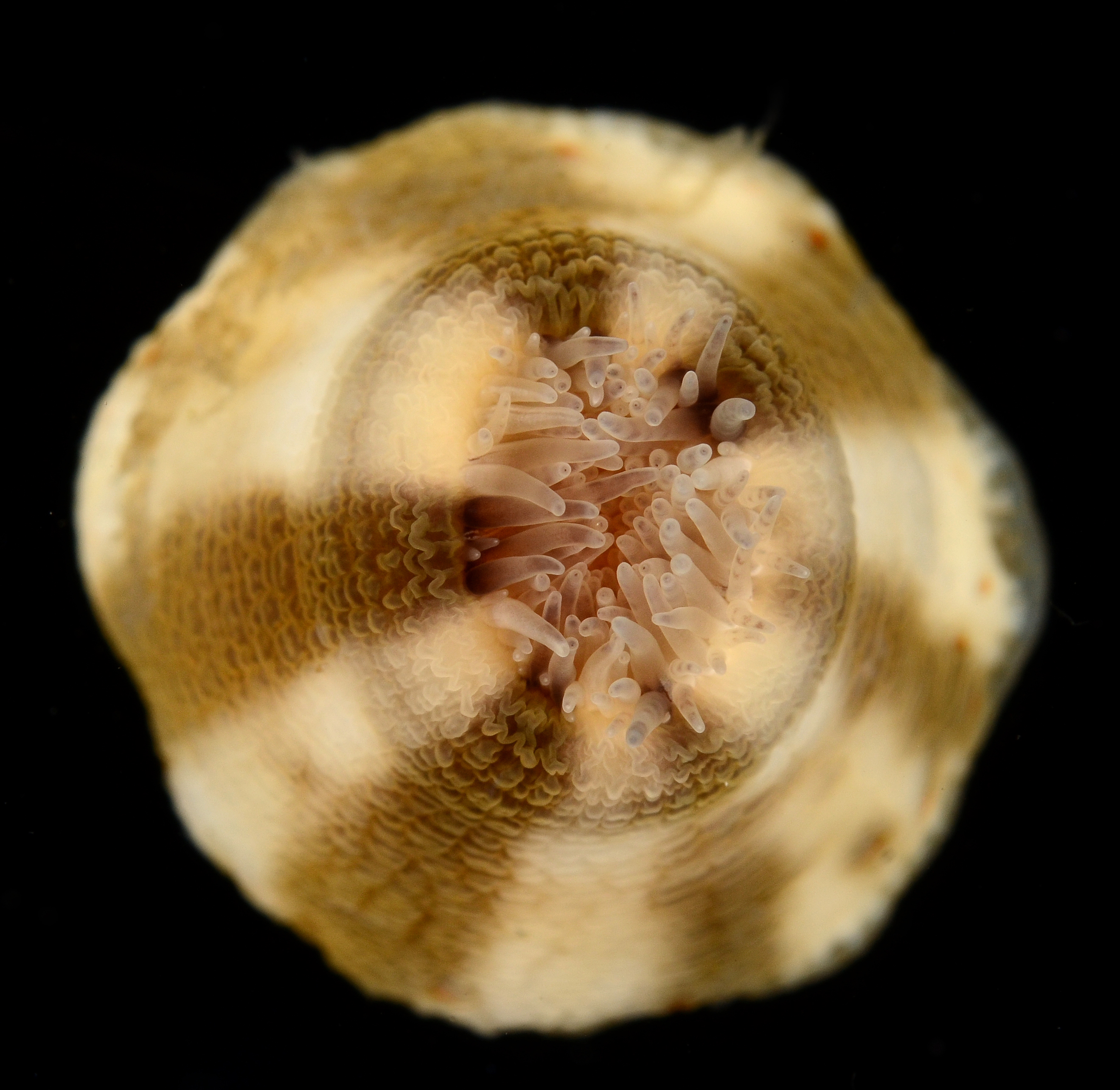 Calliactis tricolor image