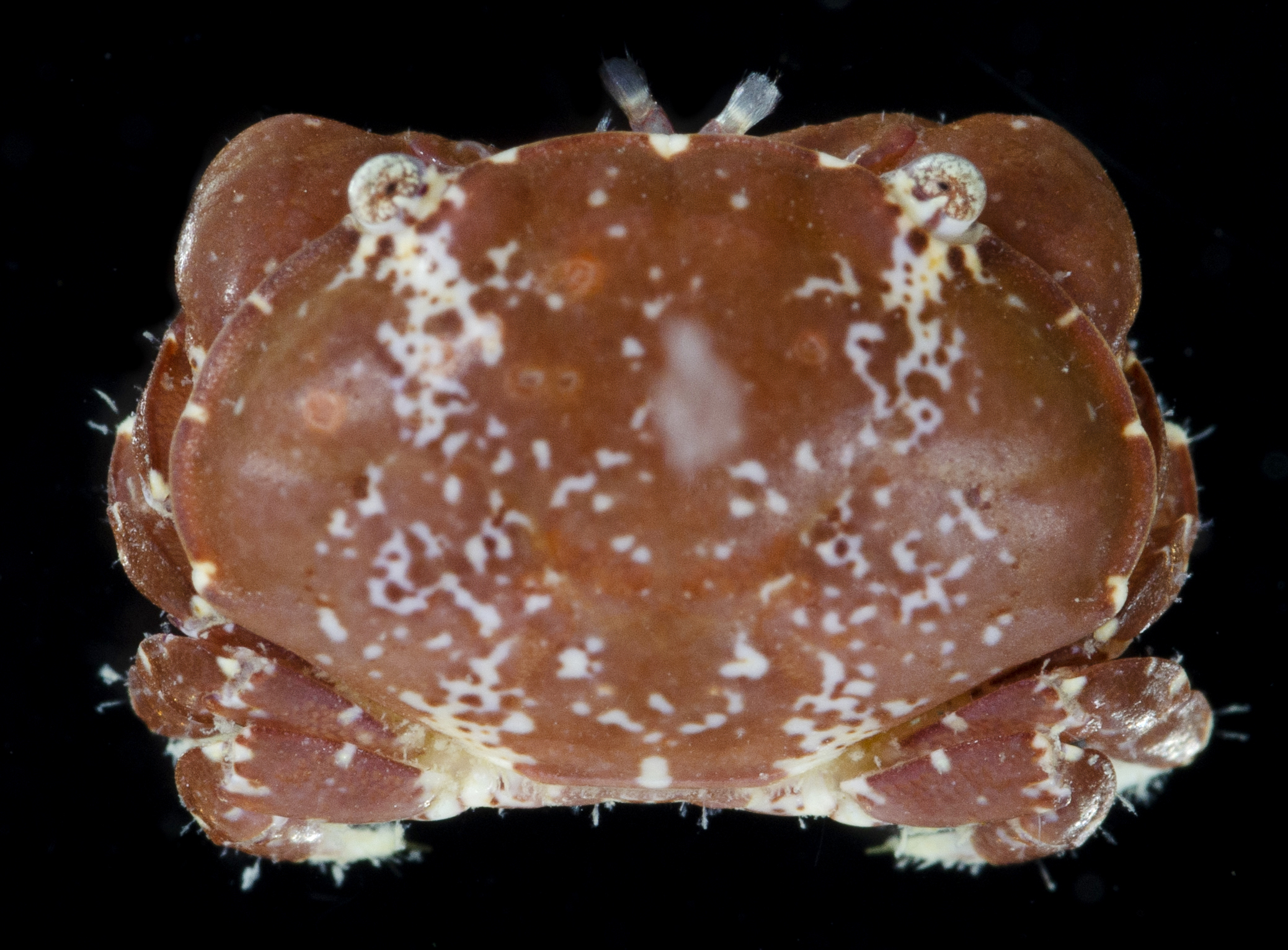 Lophozozymus anaglyptus image