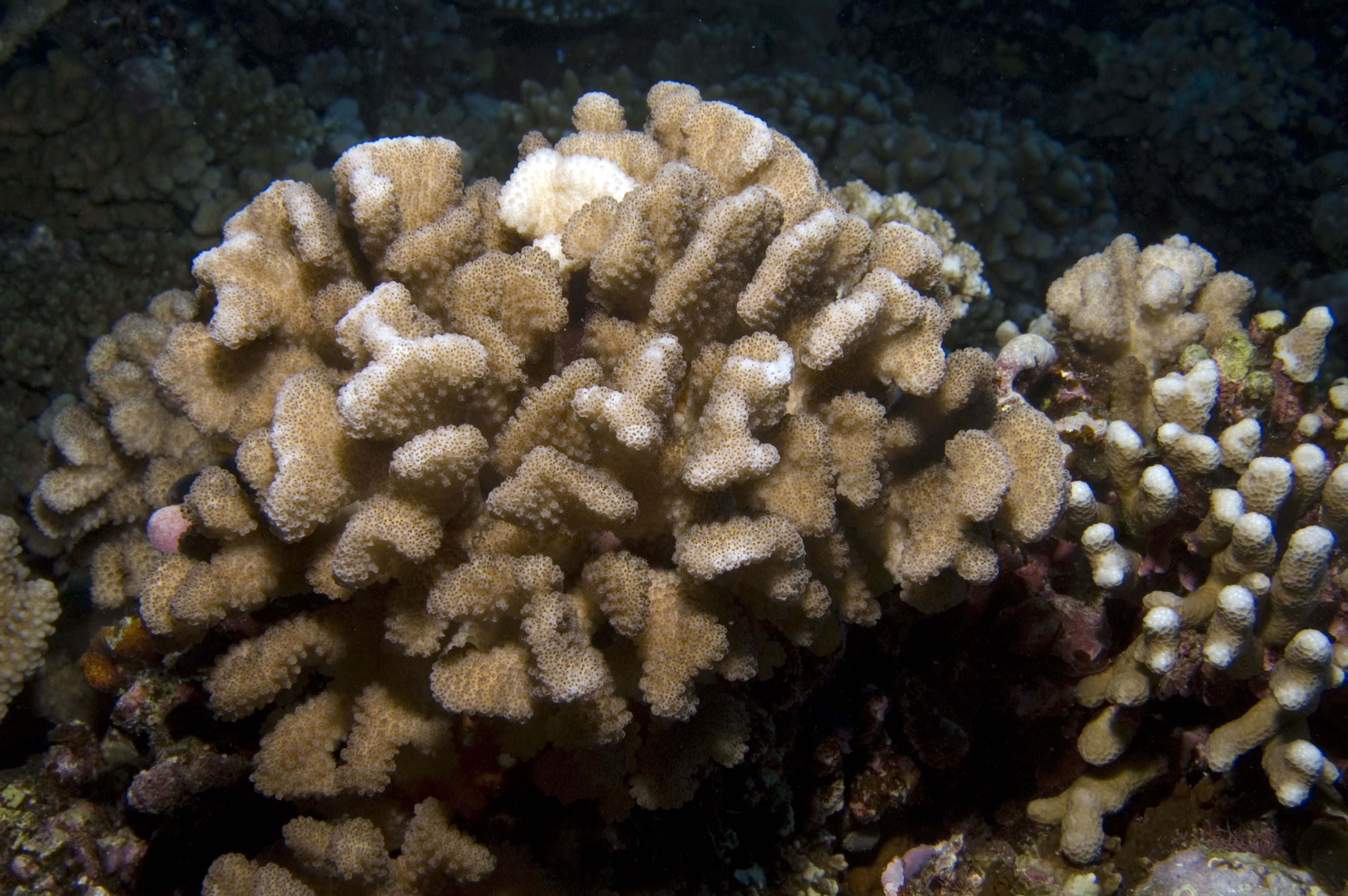 Pocillopora meandrina thumbnail
