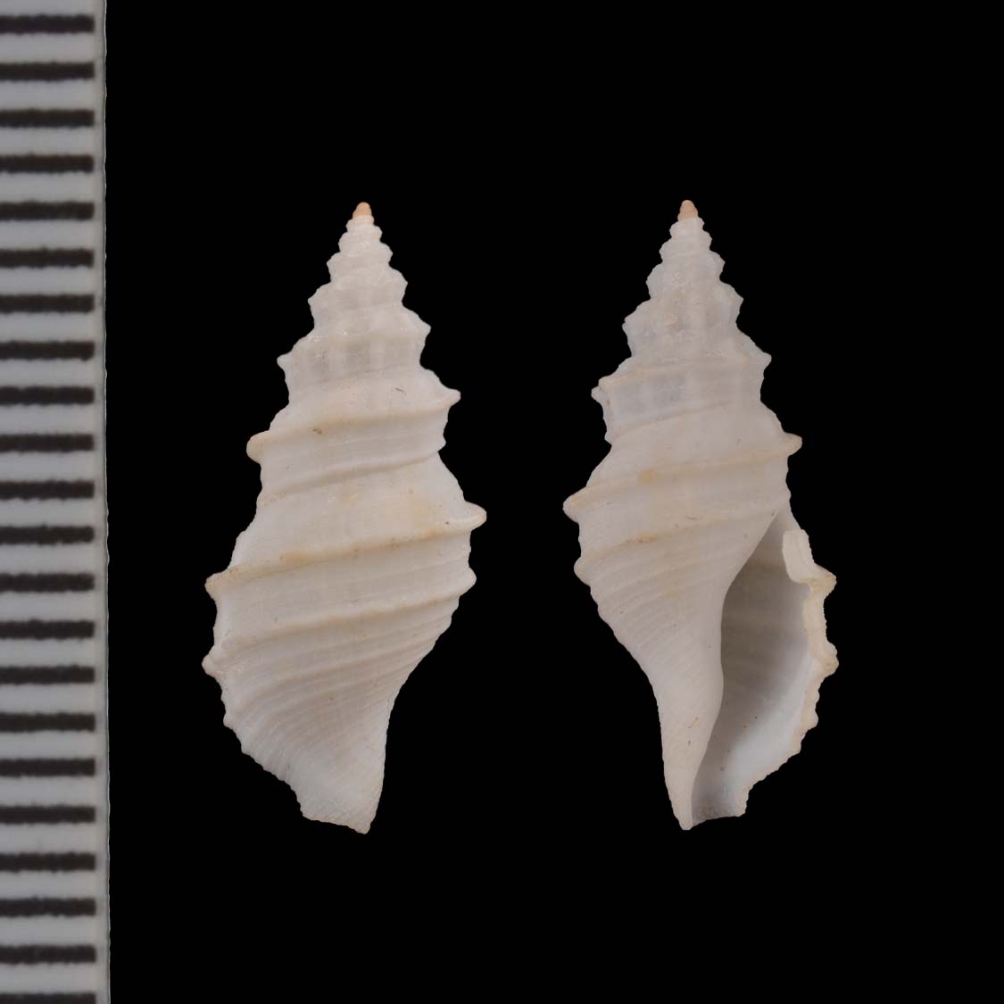 Daphnella stegeri