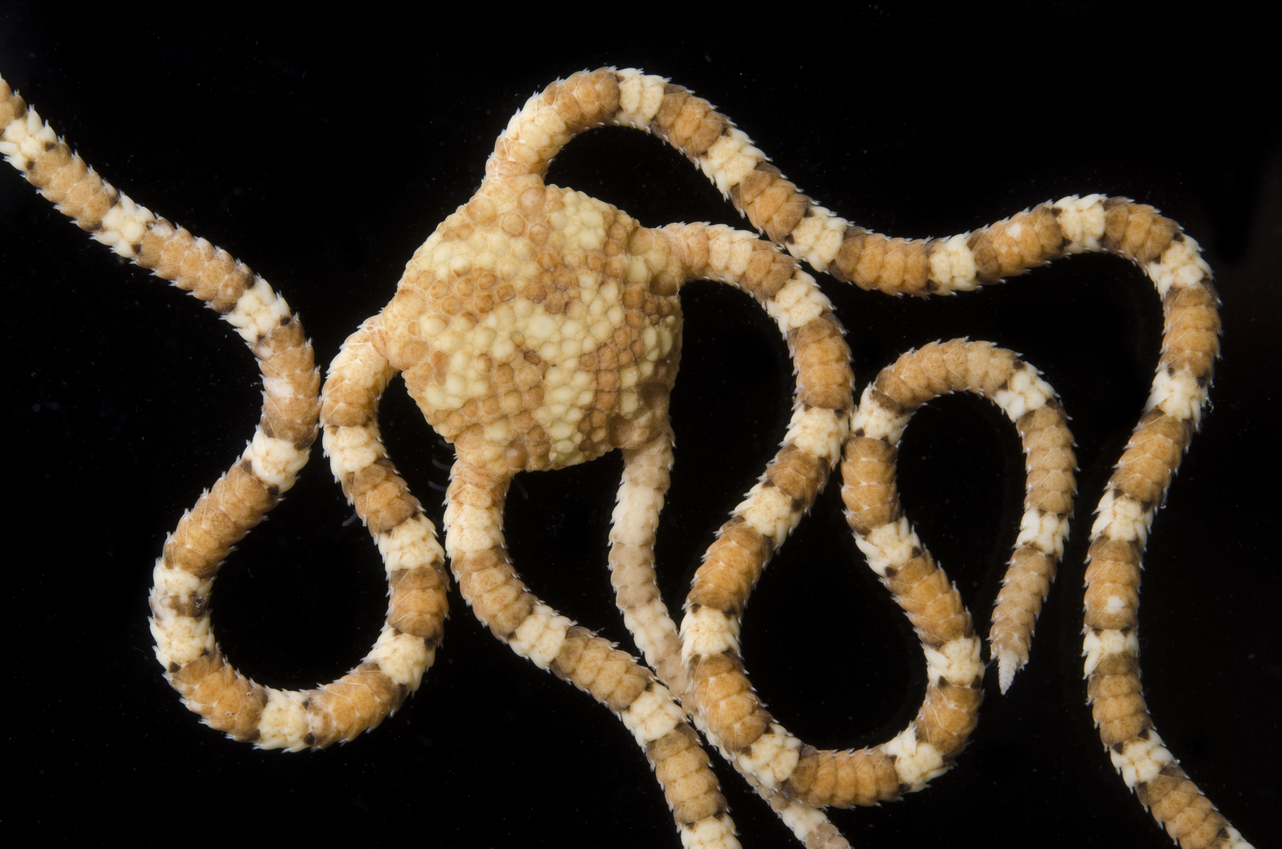 Ophiochaeta
