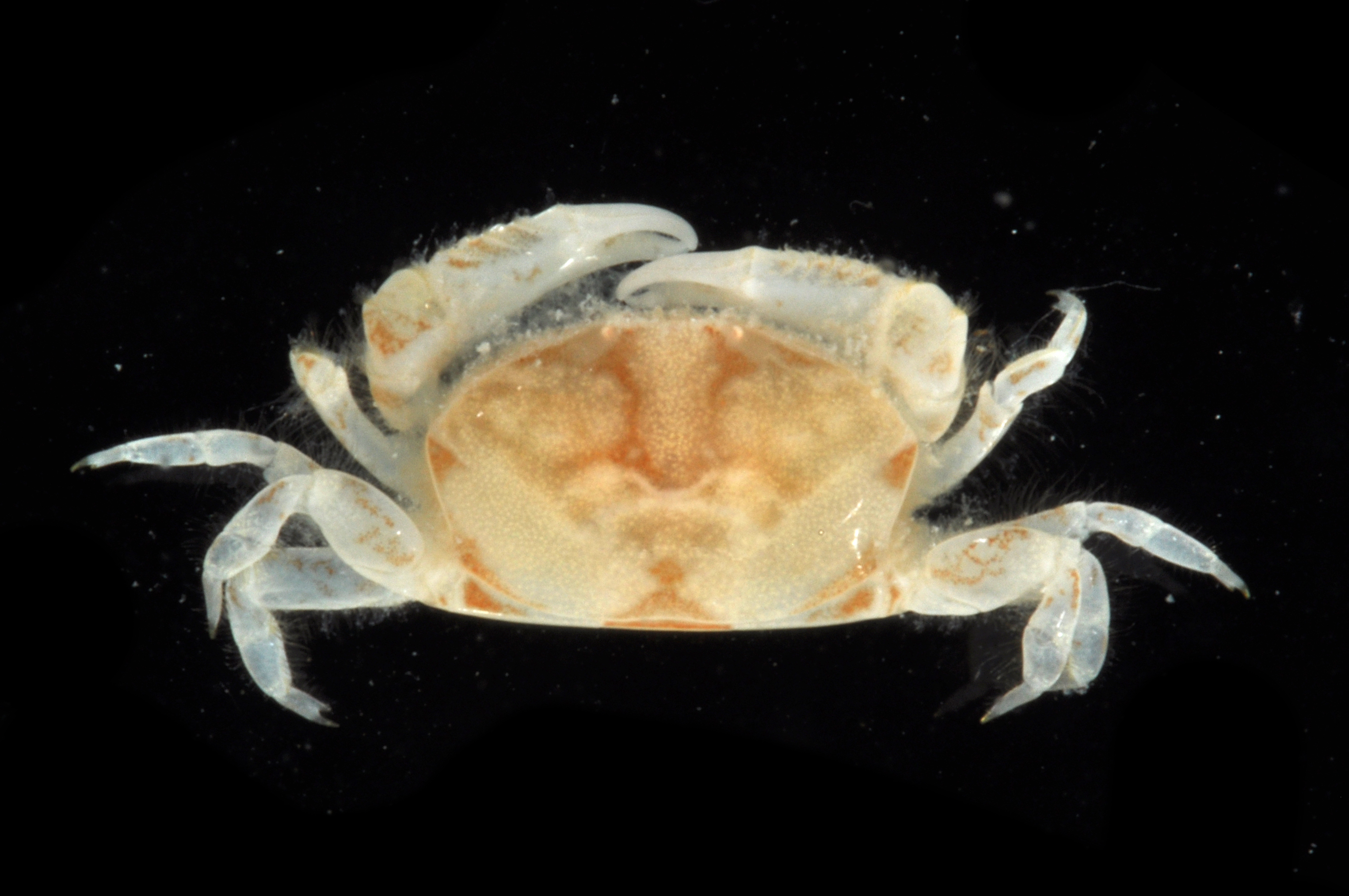 Dissodactylus