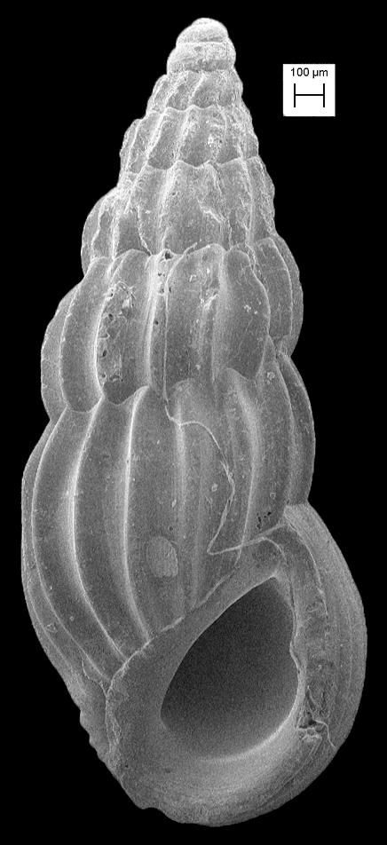 Scaliolidae image