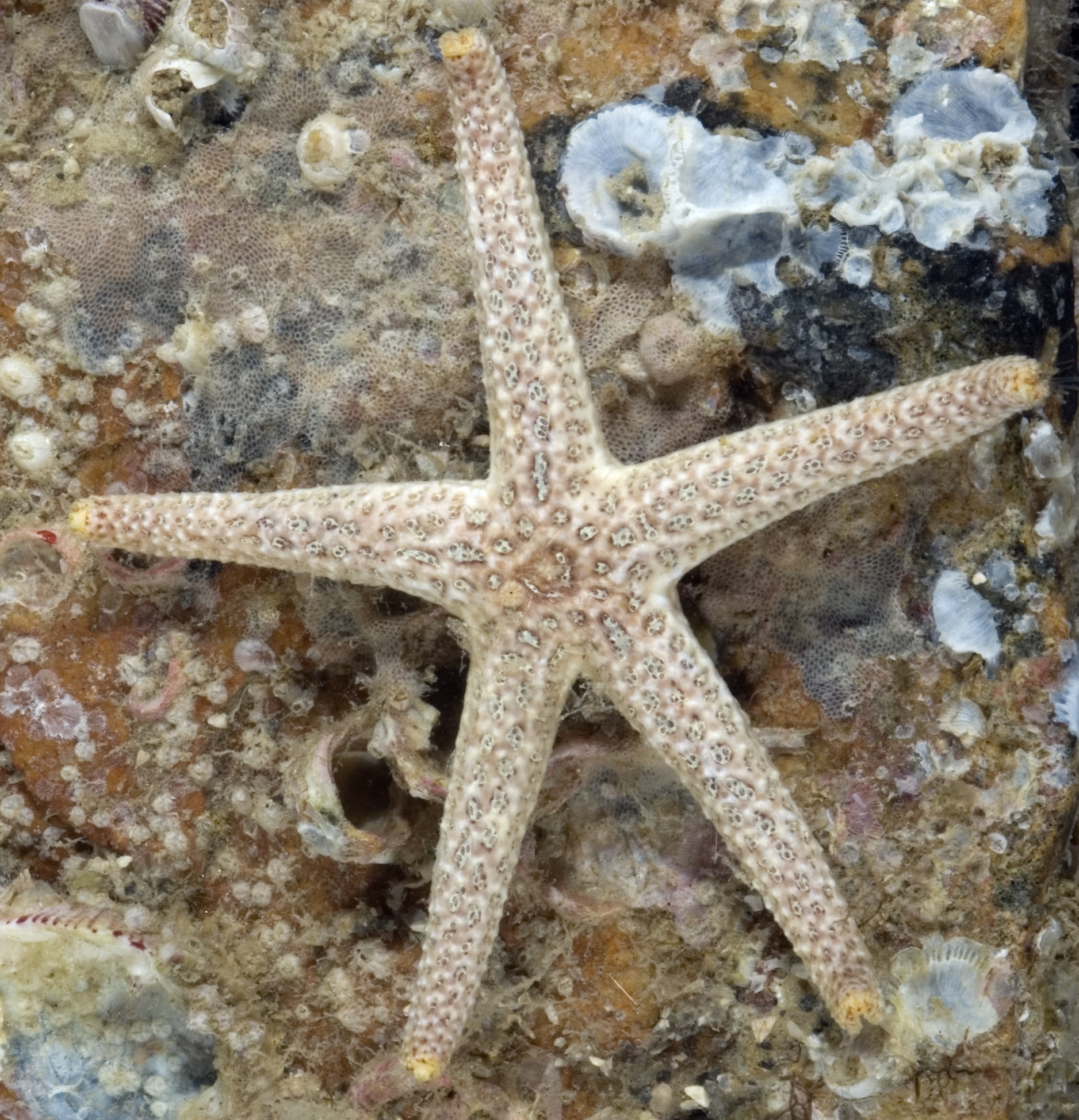 Echinaster sentus