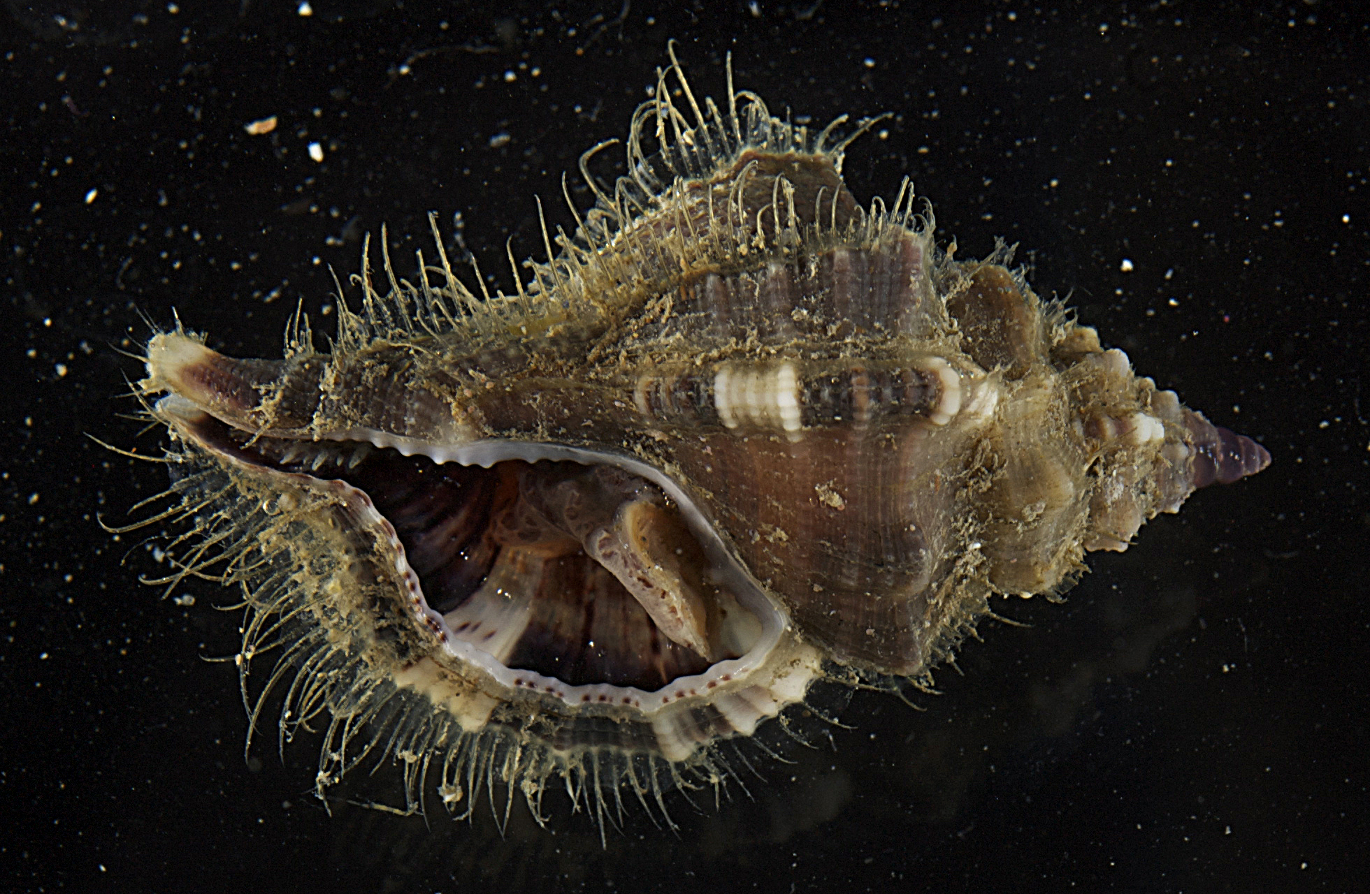Cymatium comptum