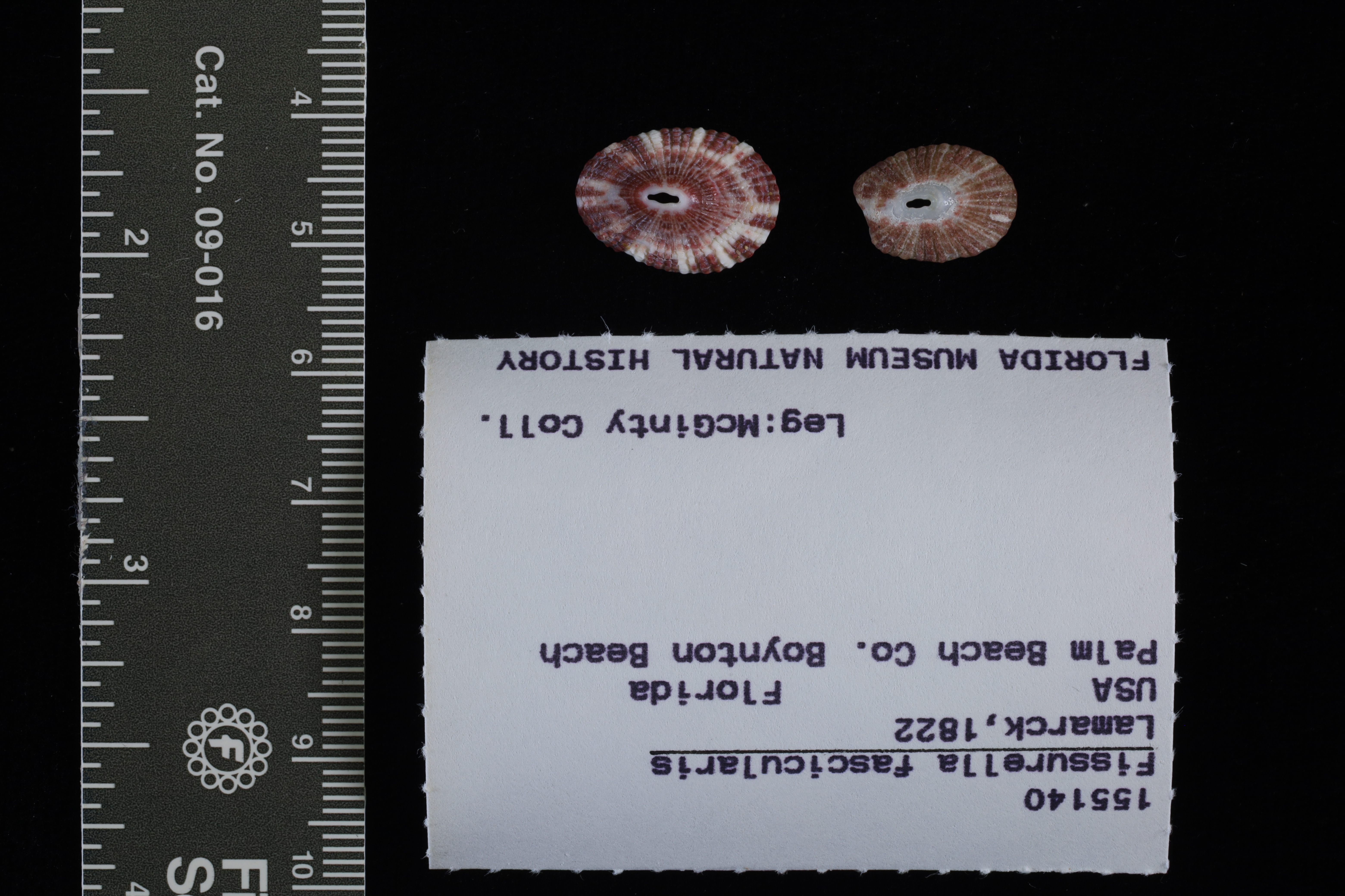 Fissurella fascicularis thumbnail