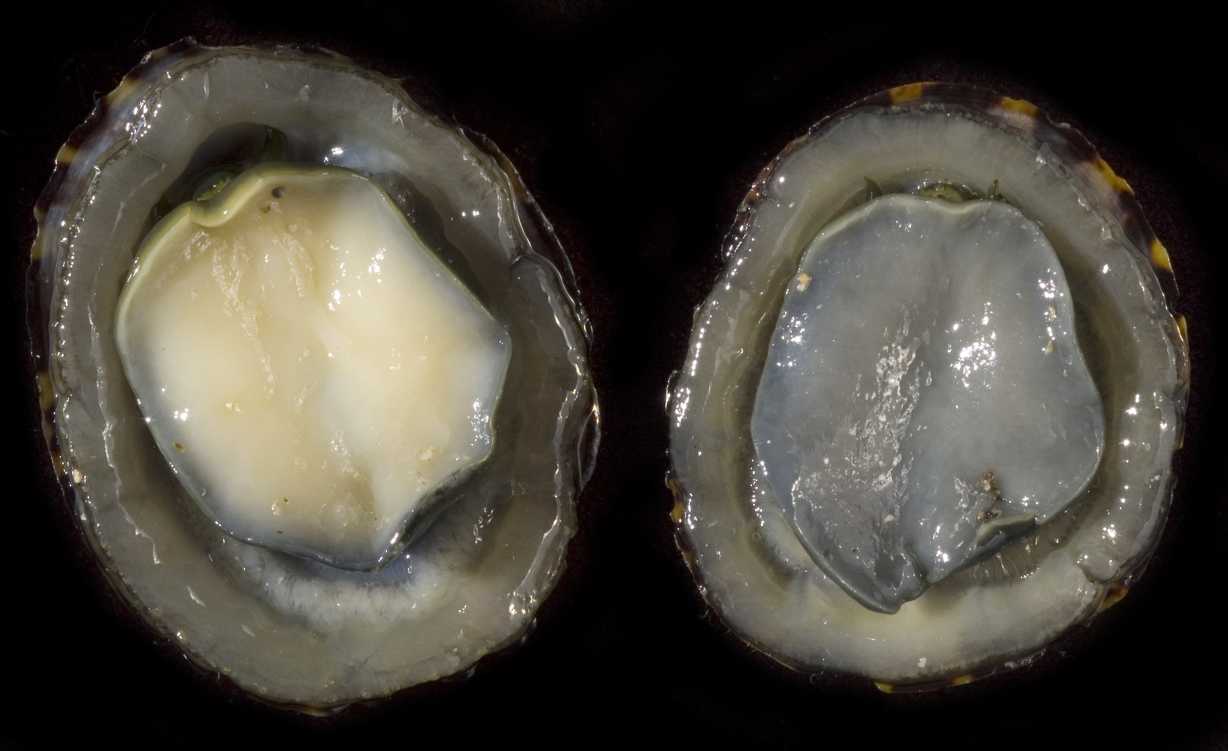Cellana testudinaria thumbnail