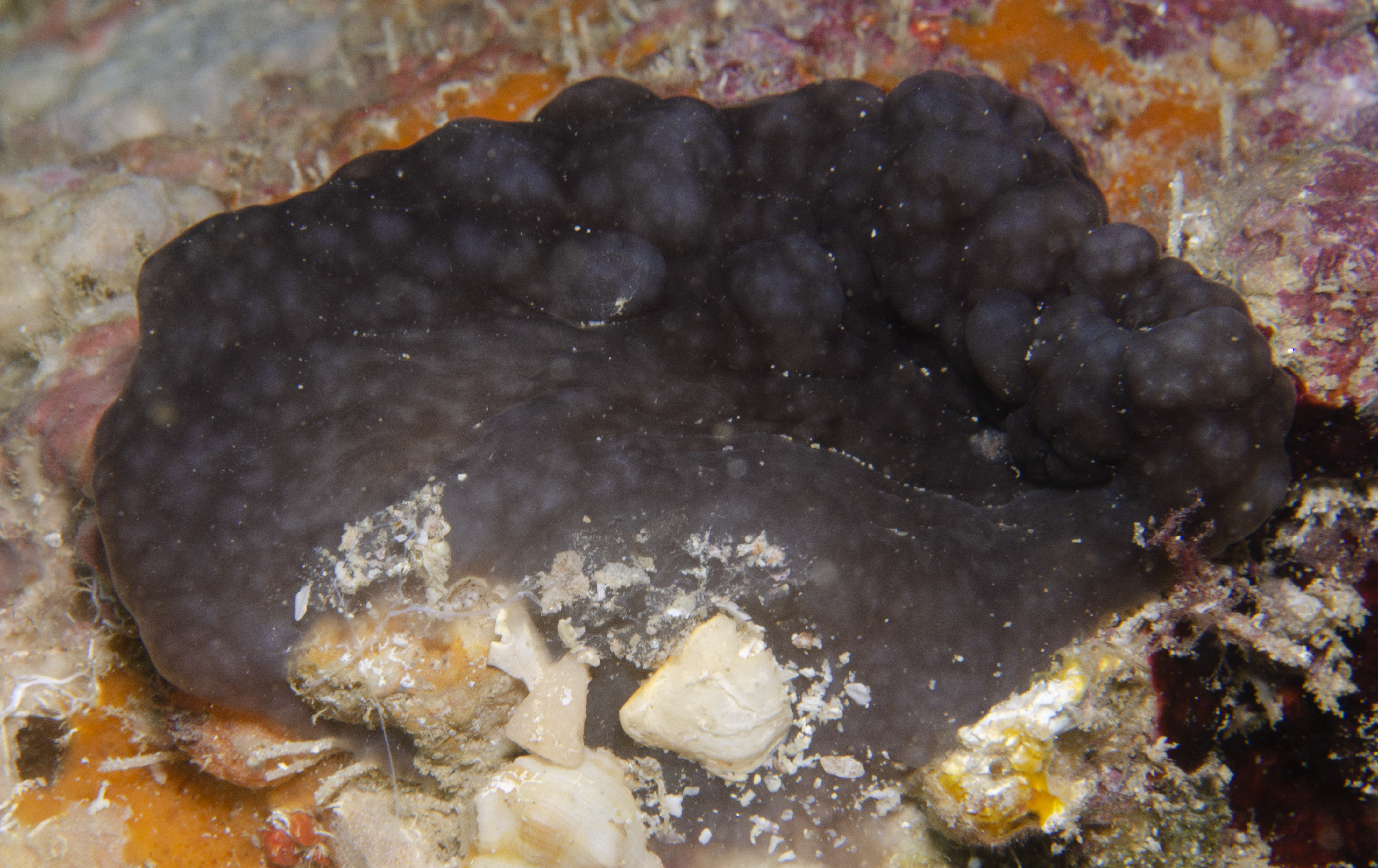 Phallusia arabica
