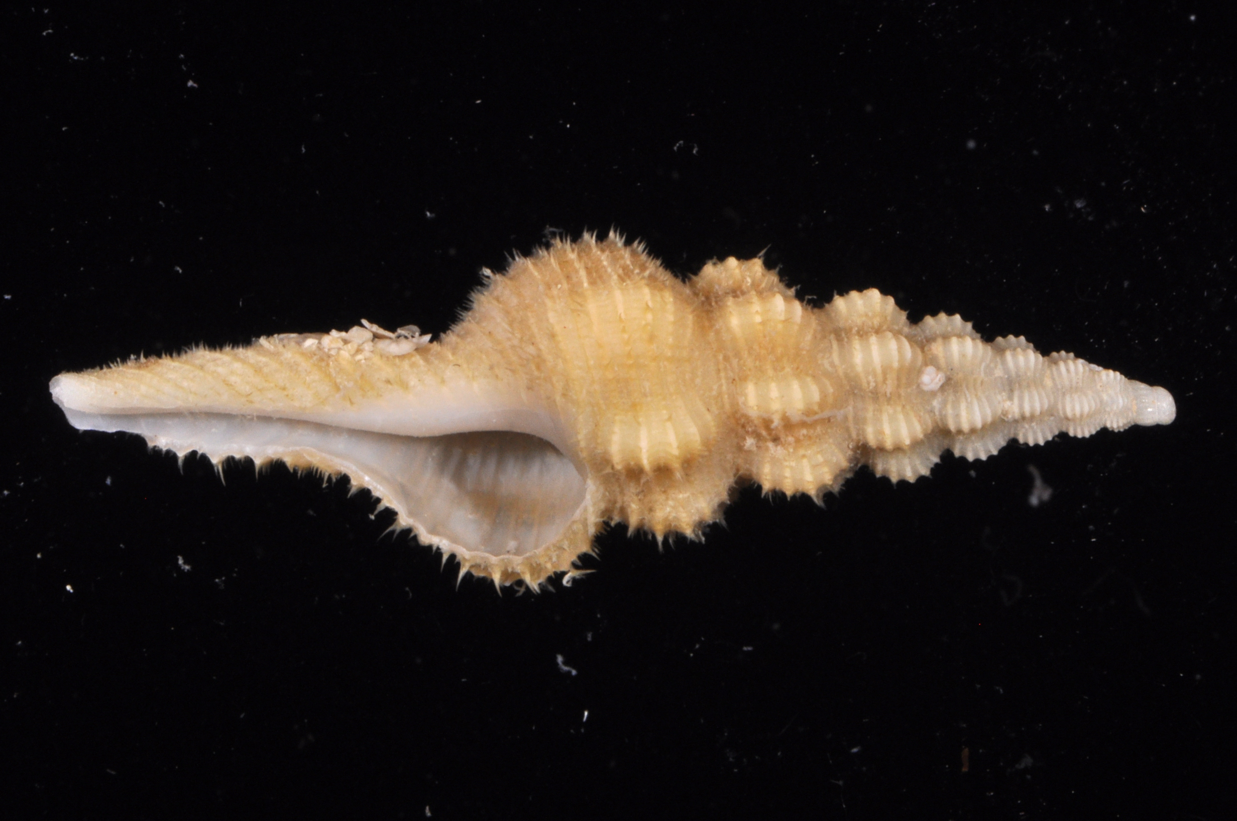 Fusinus stegeri