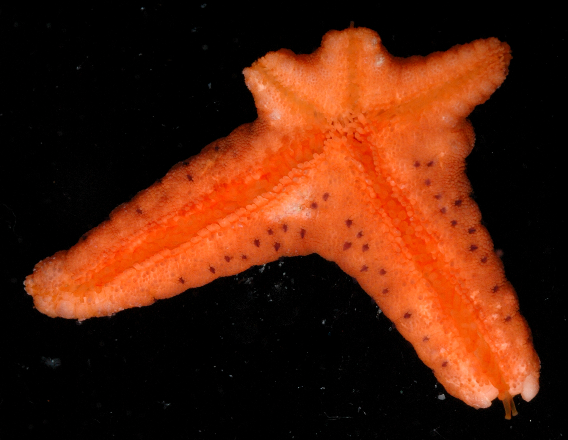Fromia milleporella thumbnail