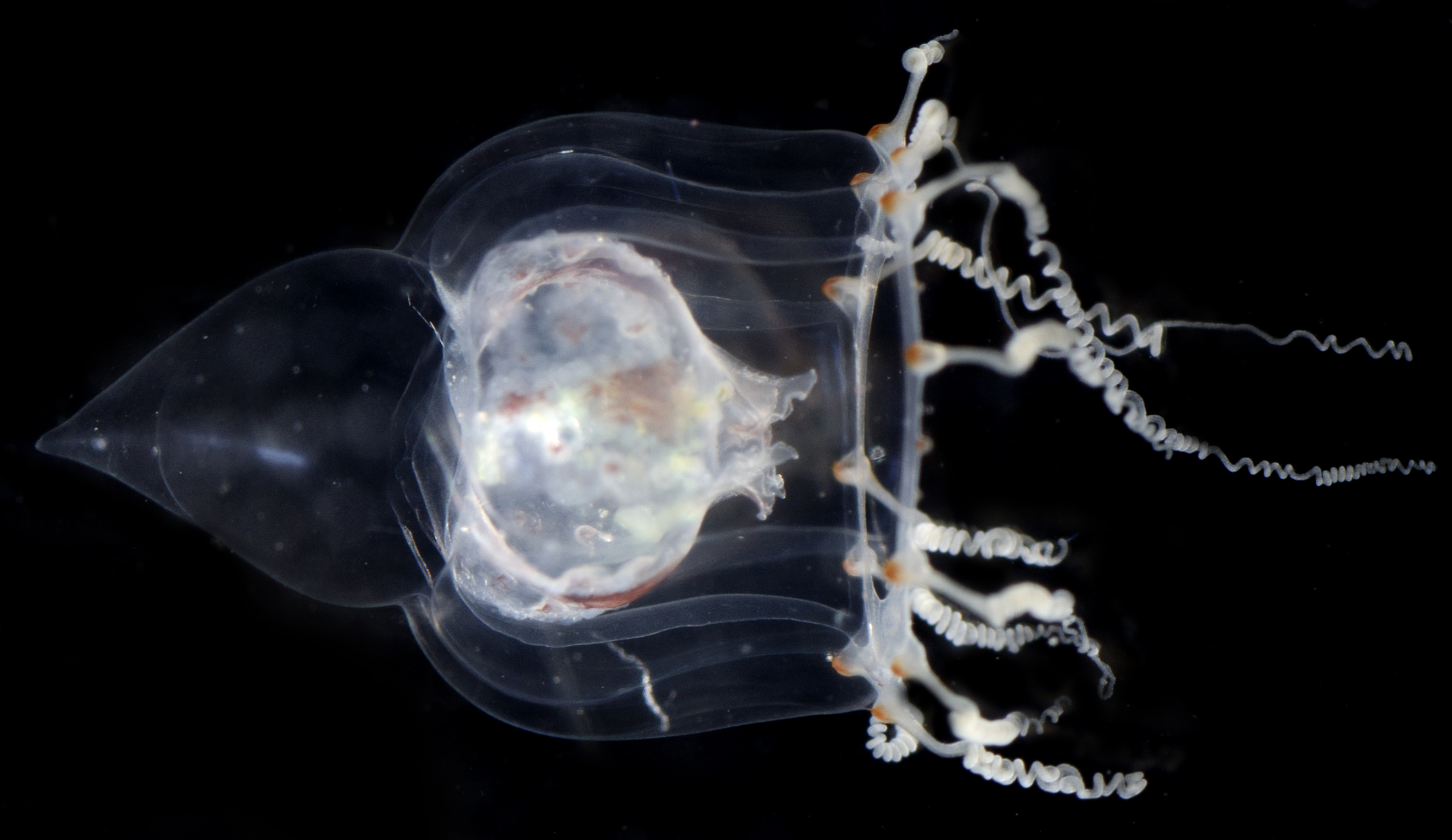 Neoturris