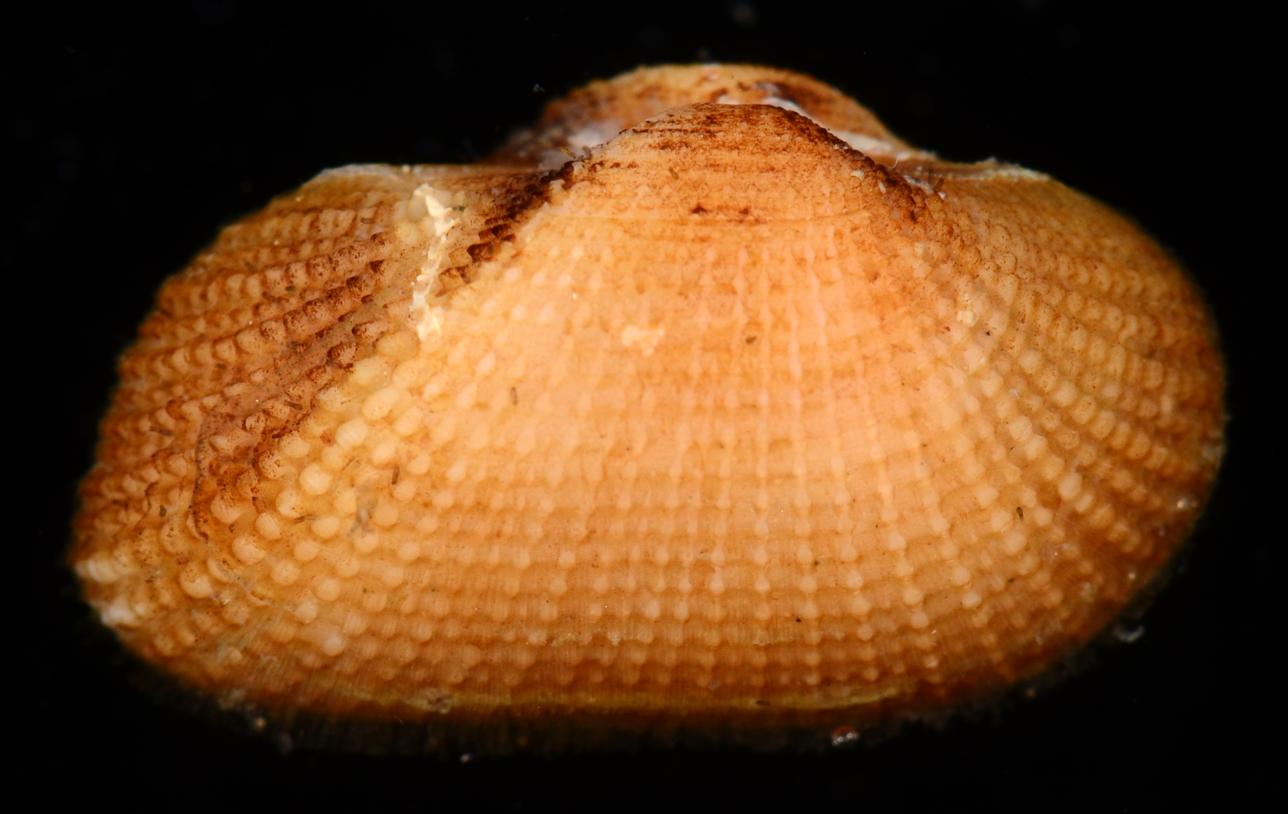Noetiidae image