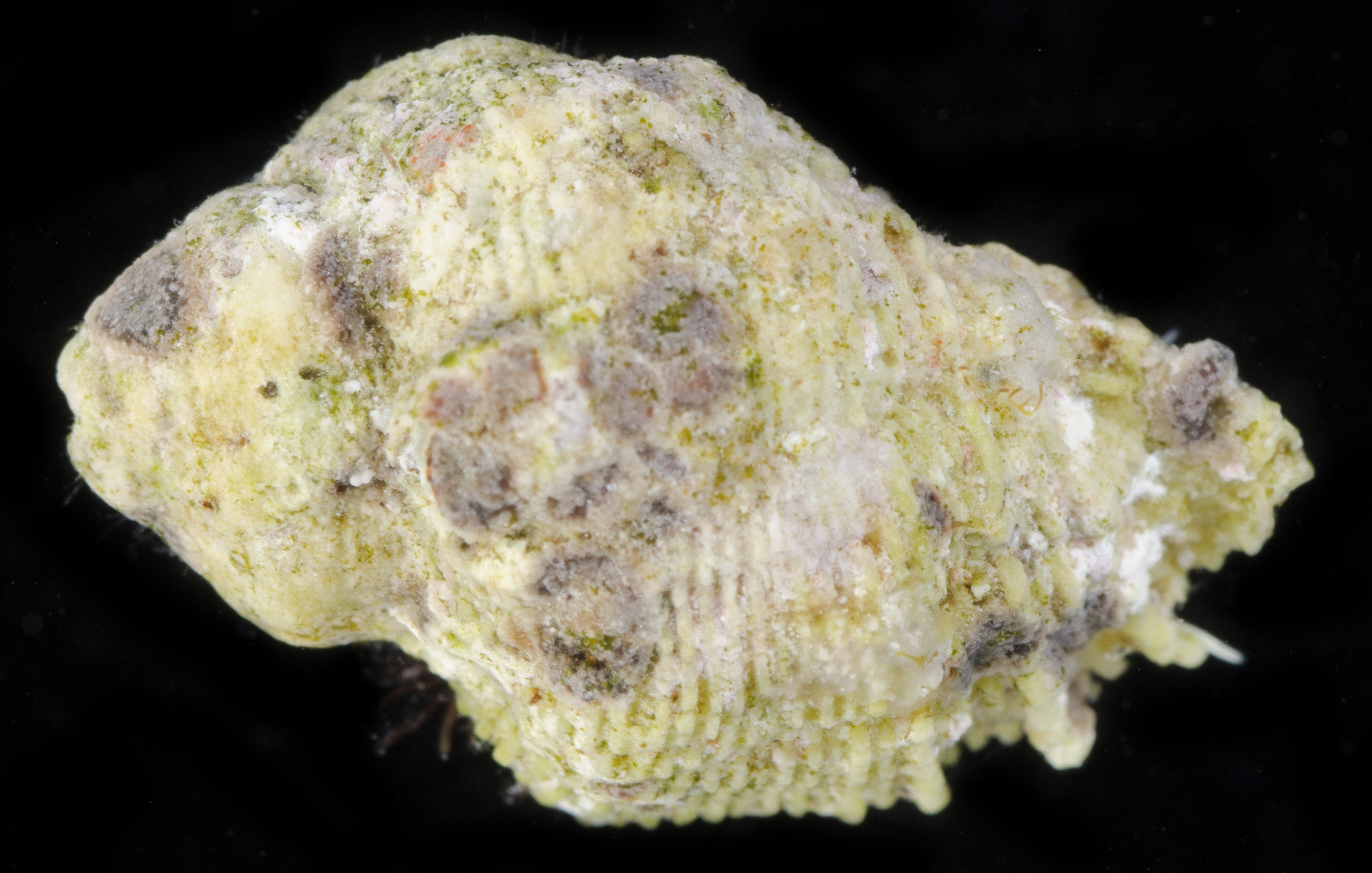 Coralliophila galea image