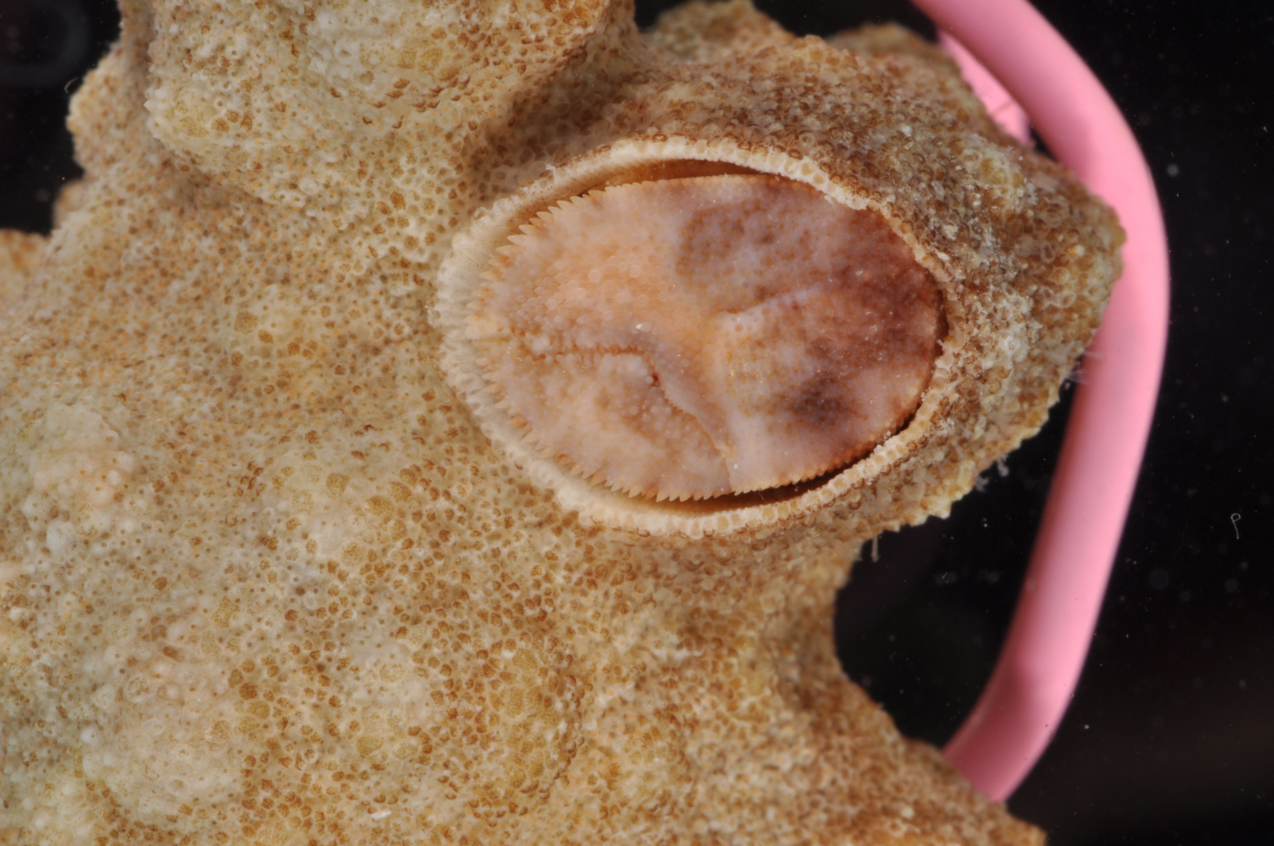 Manucomplanus