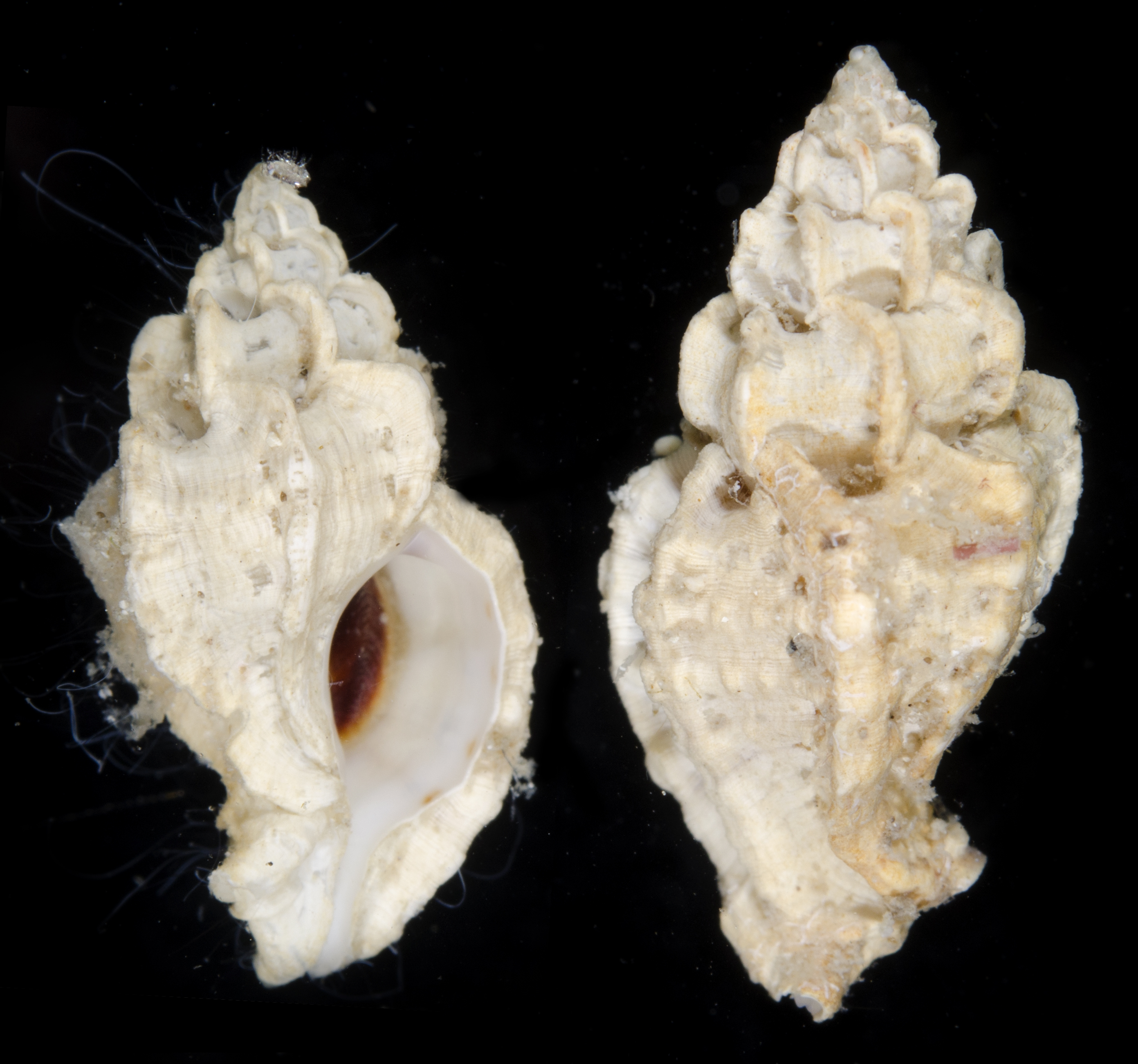 Dermomurex pauperculus image