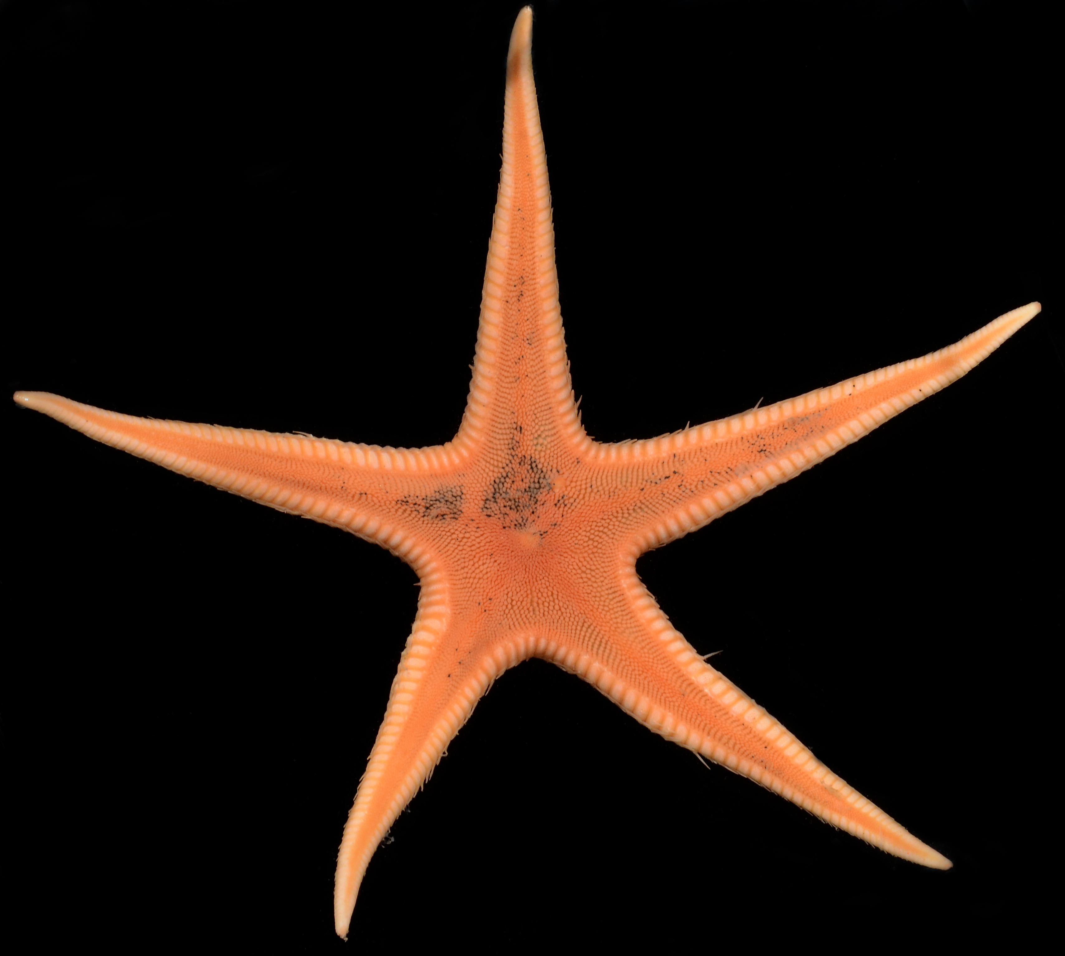 Psilaster cassiope image