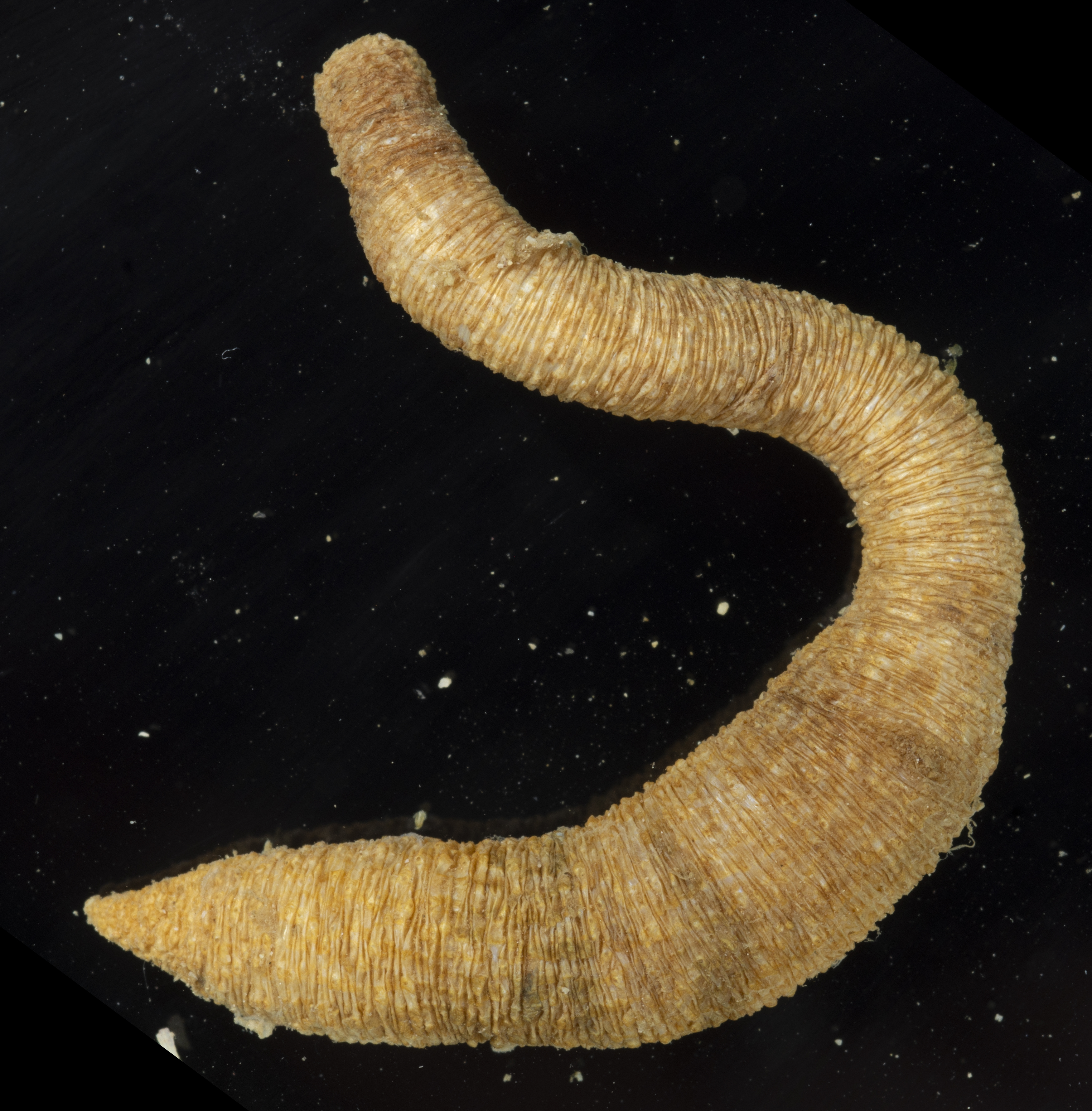 Apionsoma