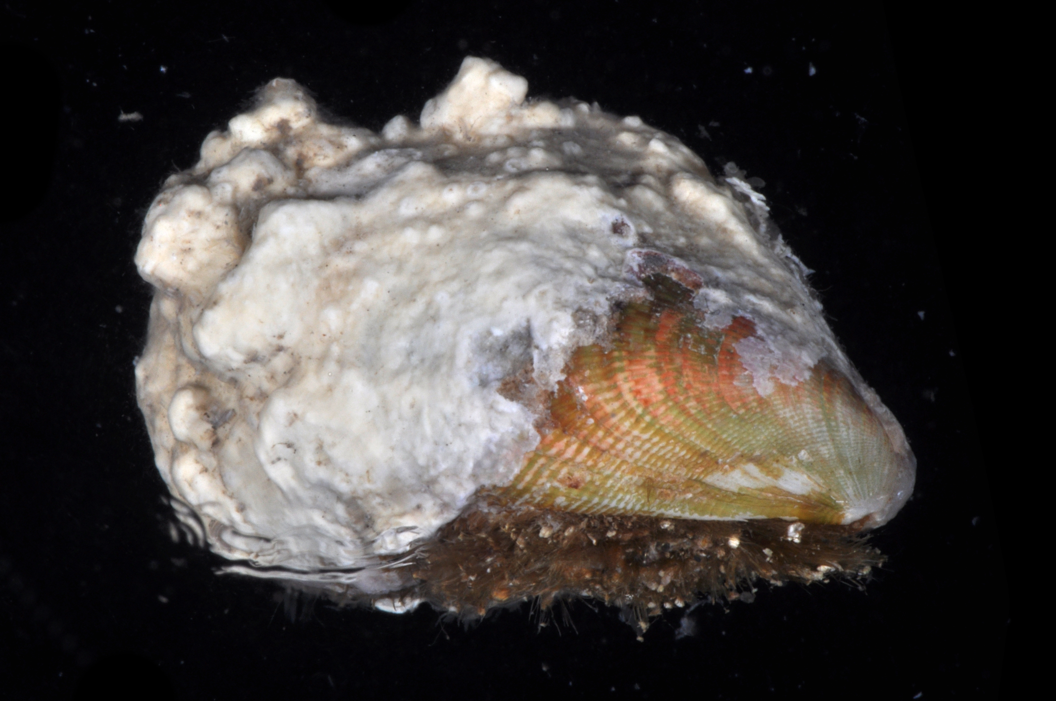 Septifer bilocularis