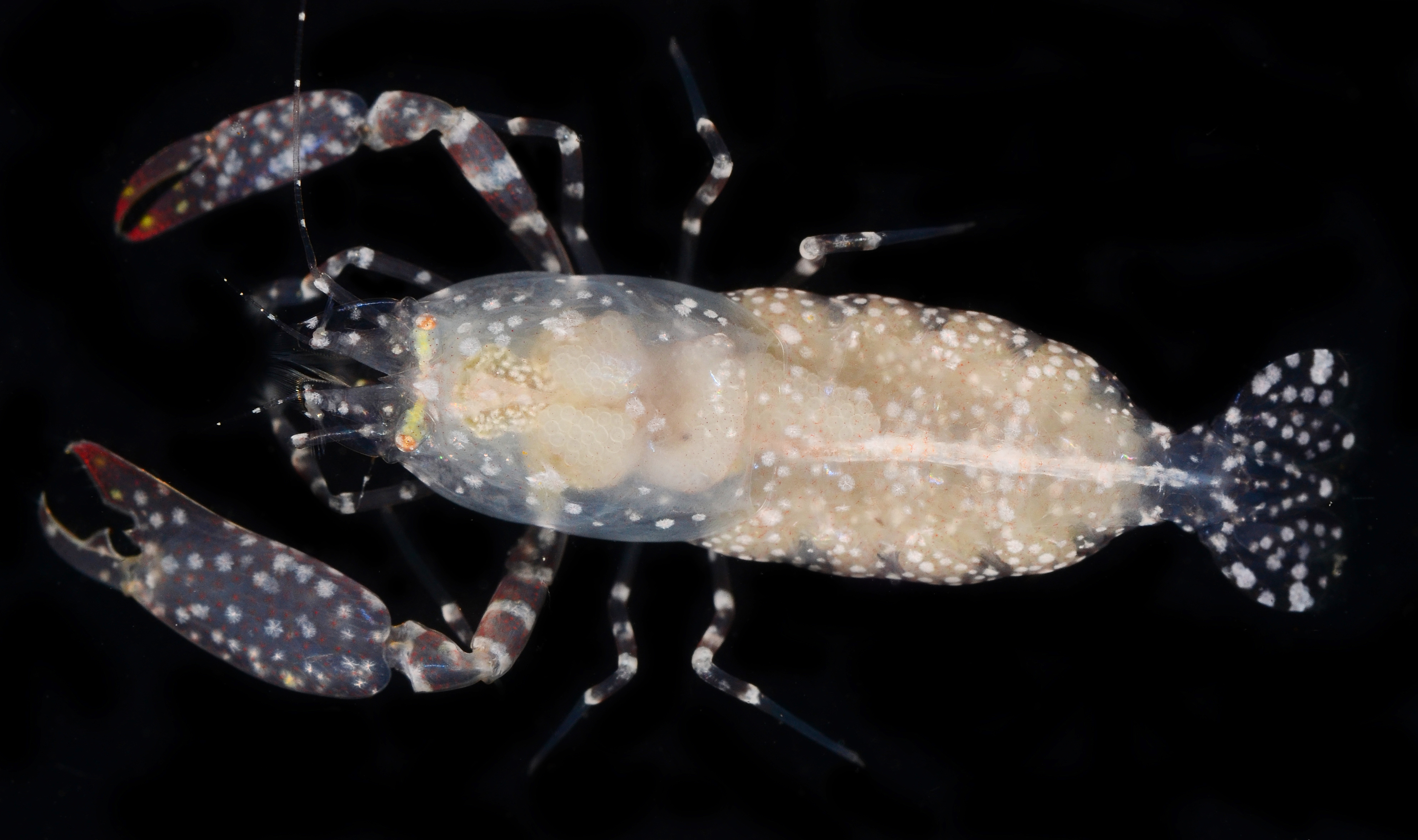 Dactylonia ascidicola image