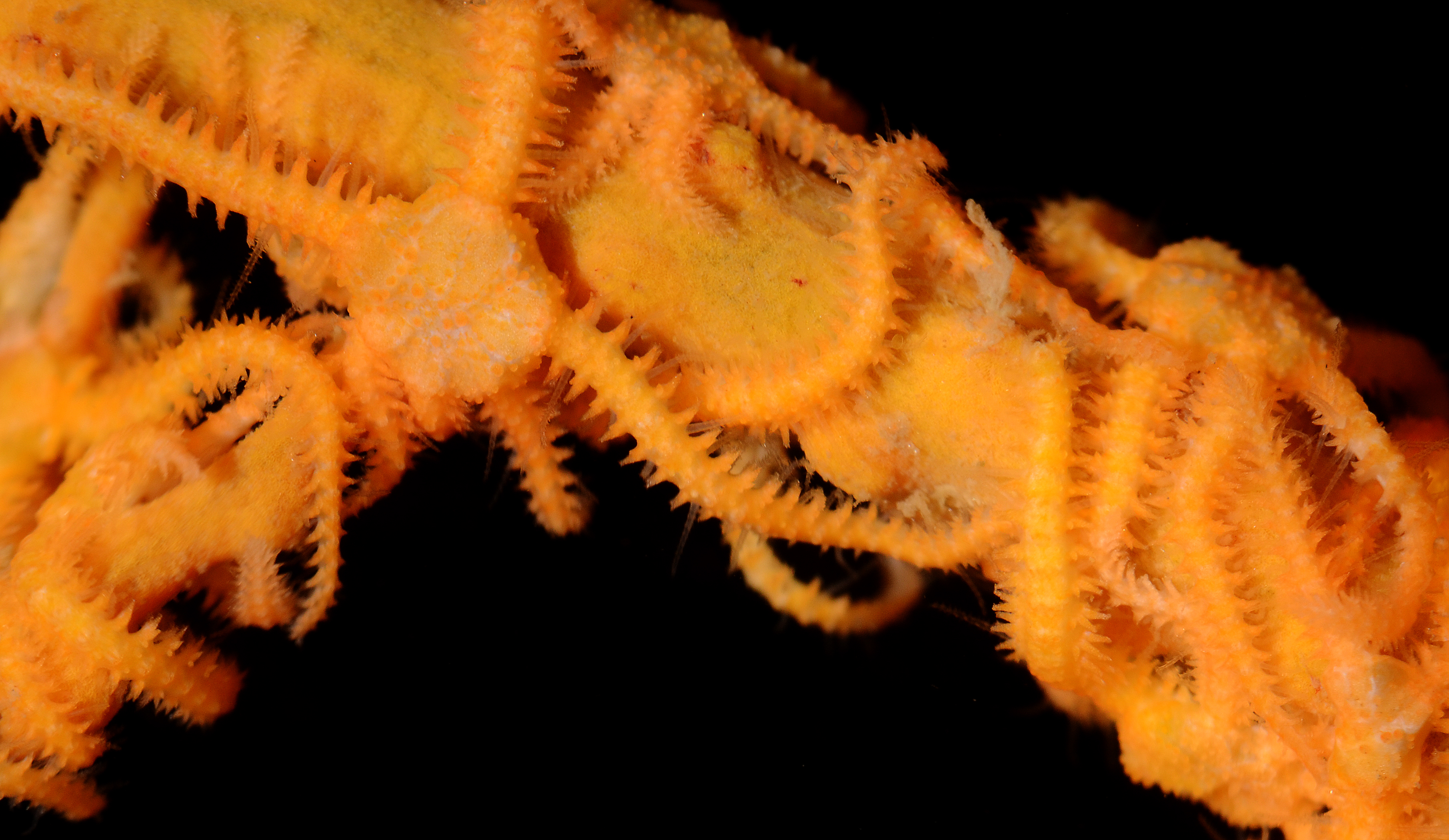 Ophiothela mirabilis thumbnail