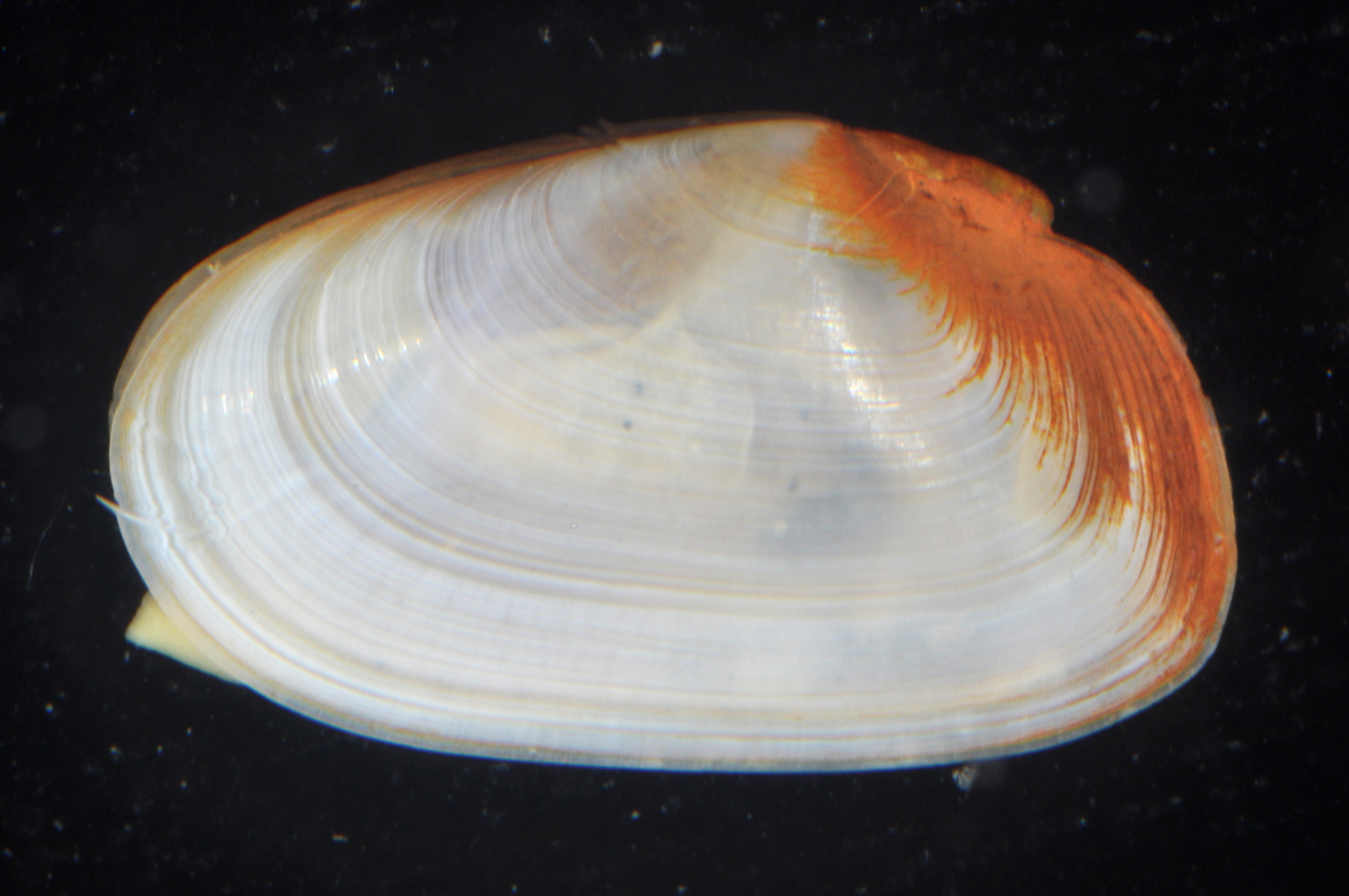 Tellina carpenteri thumbnail